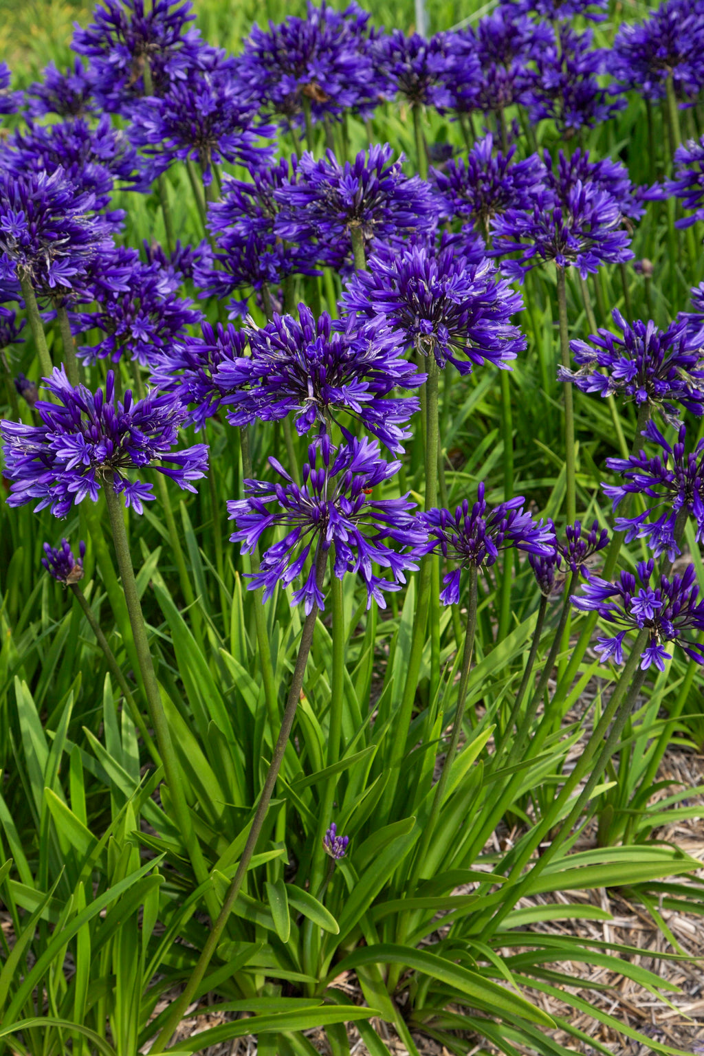 Agapanthus Pretty Heidy