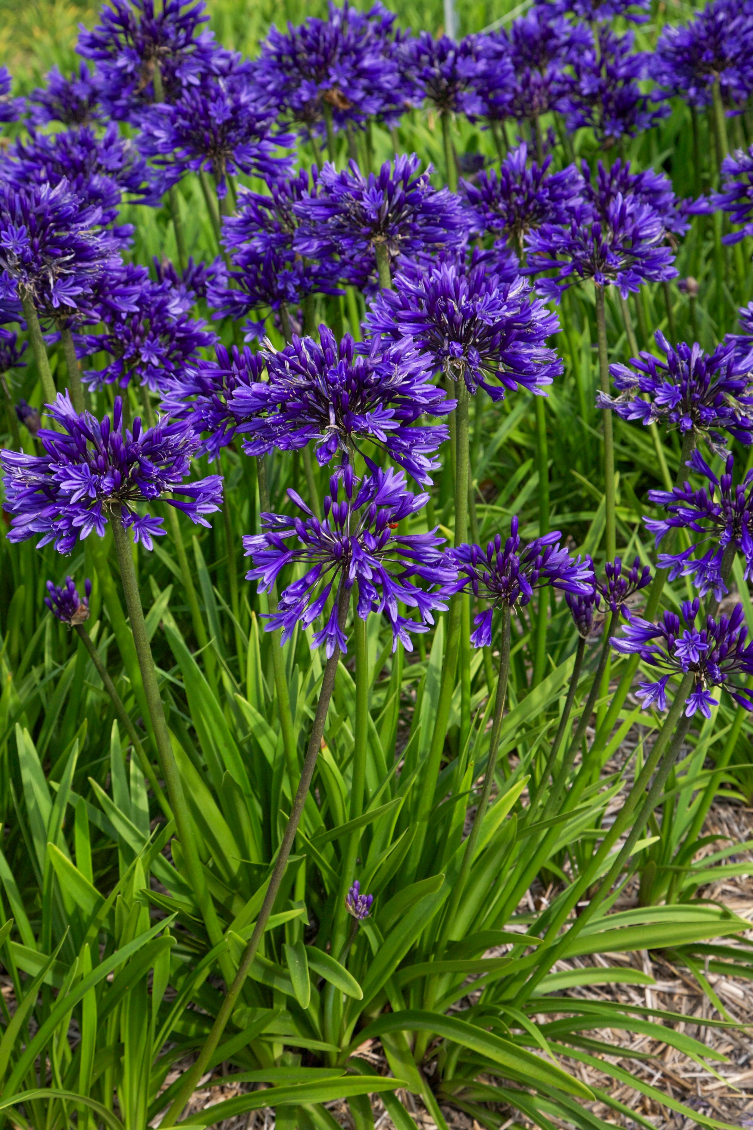 Agapanthus Pretty Heidy