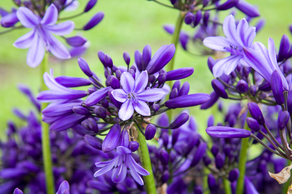 Agapanthus Pretty Heidy