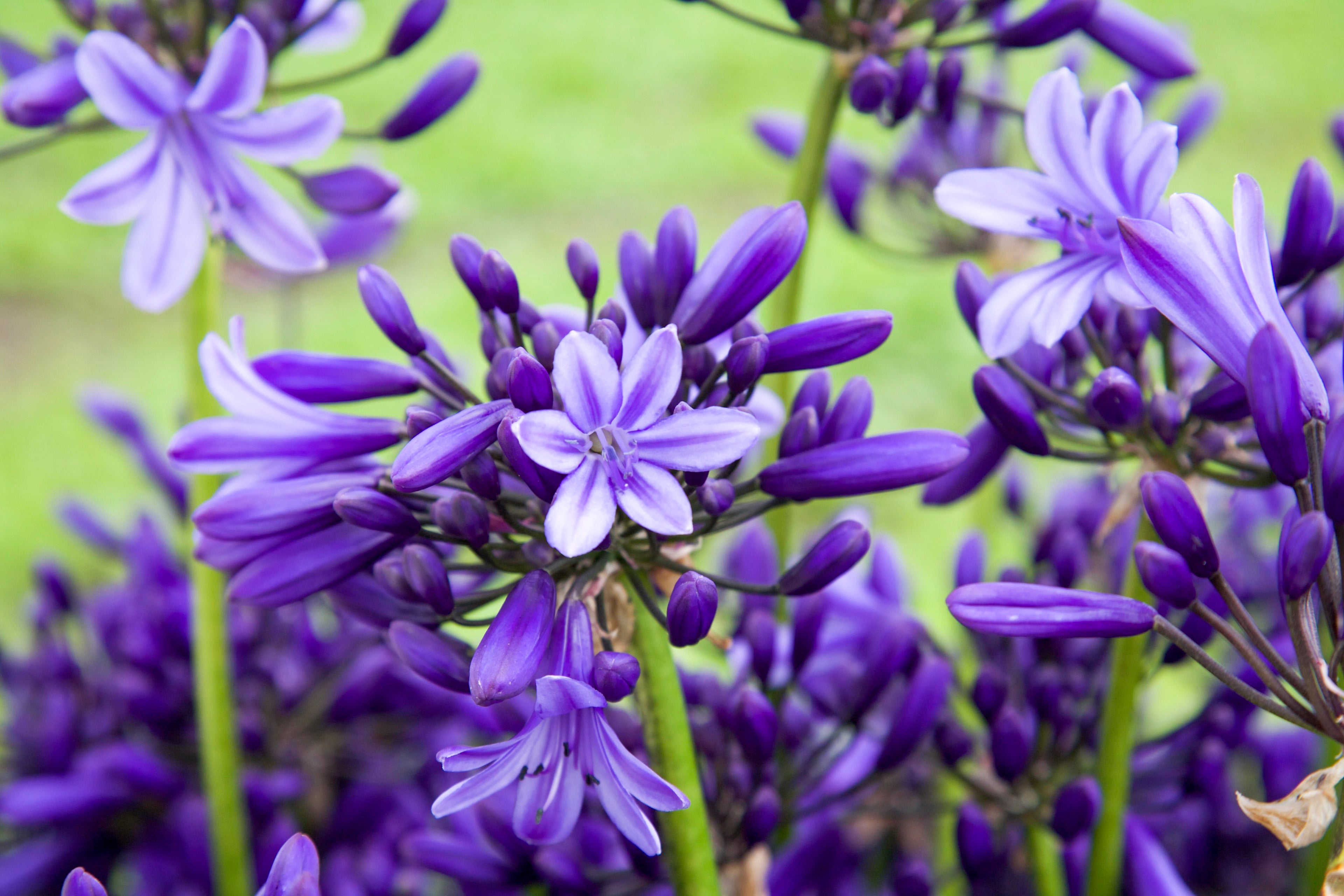 Agapanthus Pretty Heidy
