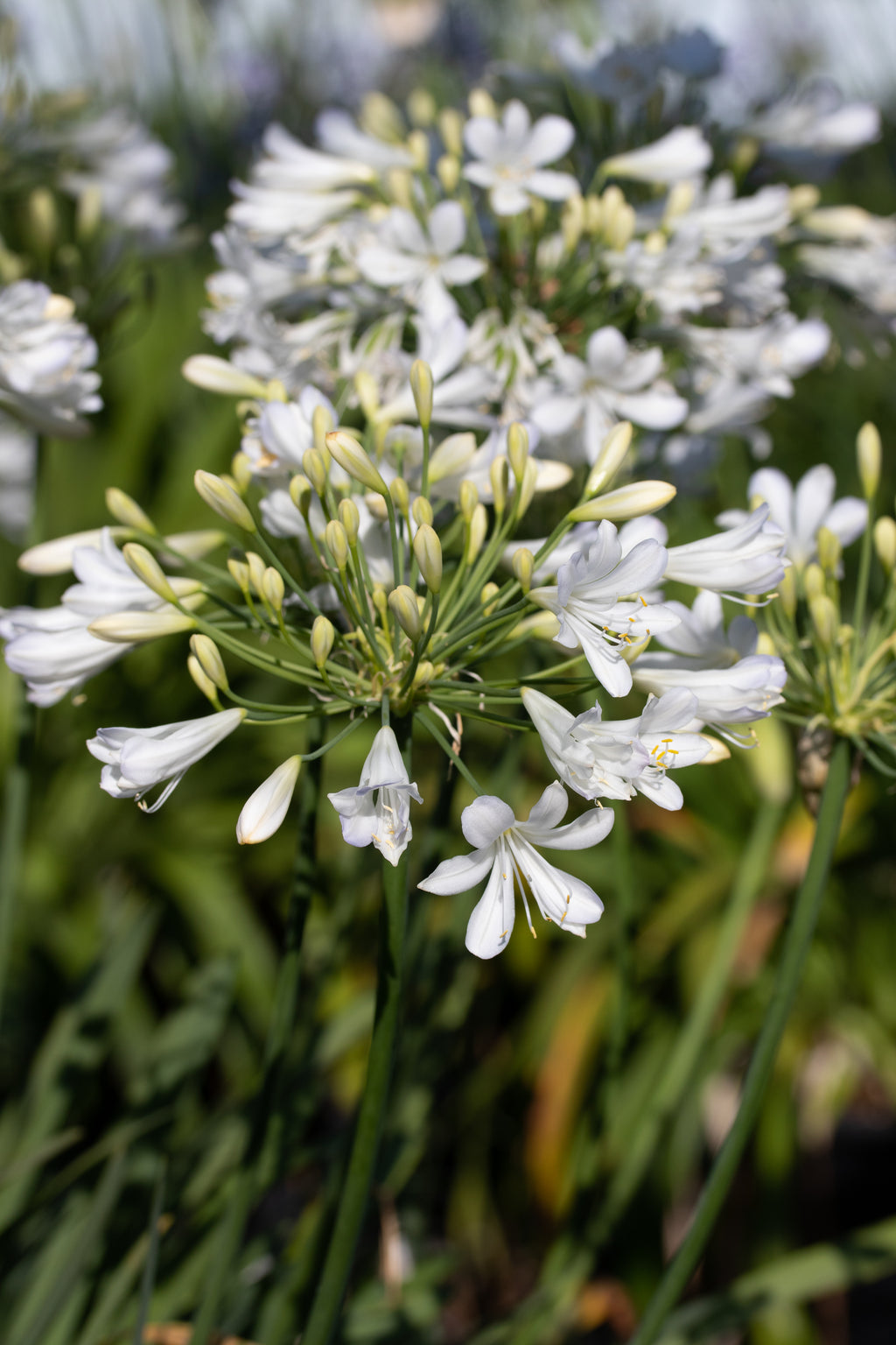 Agapanthus Silver Baby