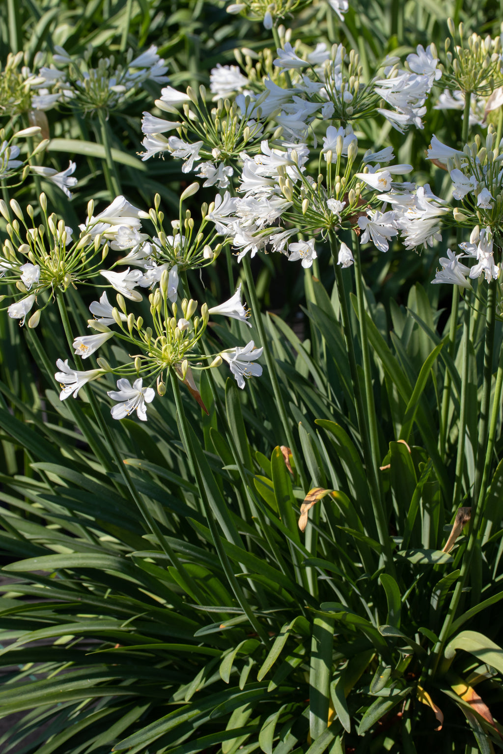 Agapanthus Silver Baby