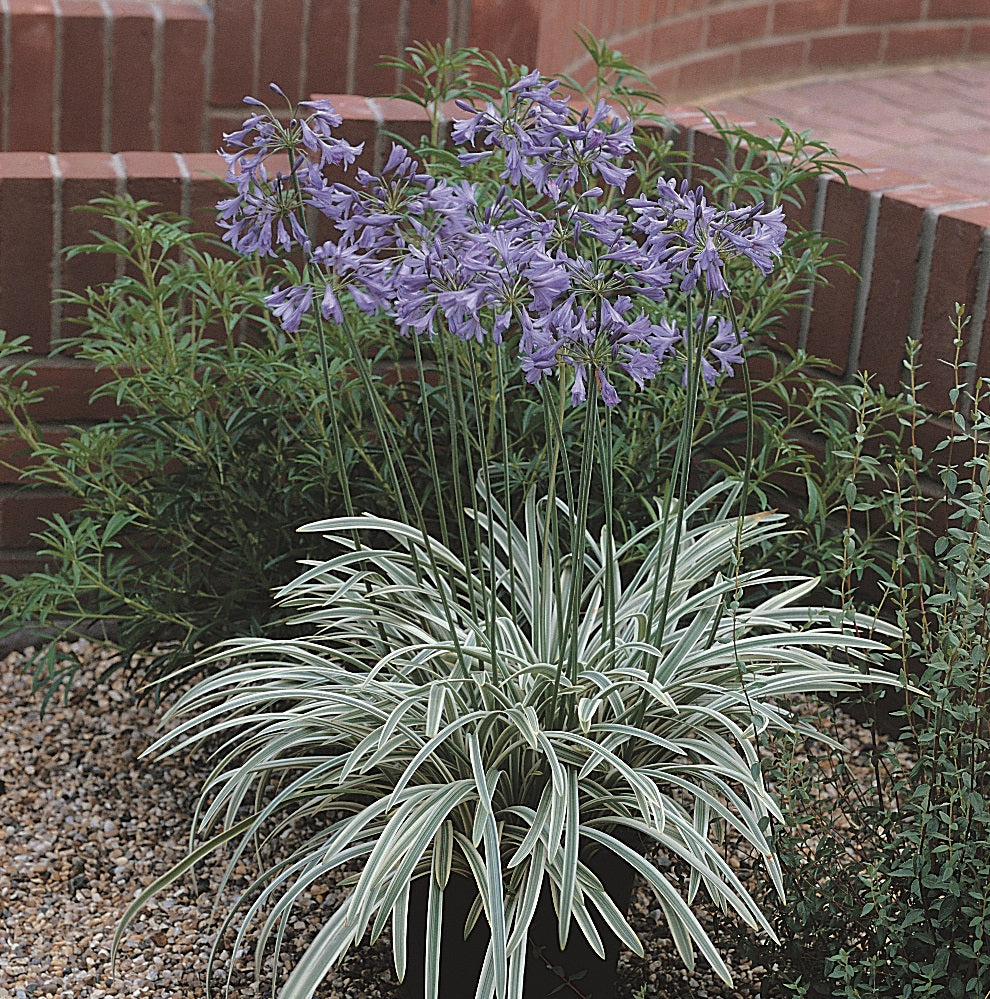 Agapanthus Silver Moon