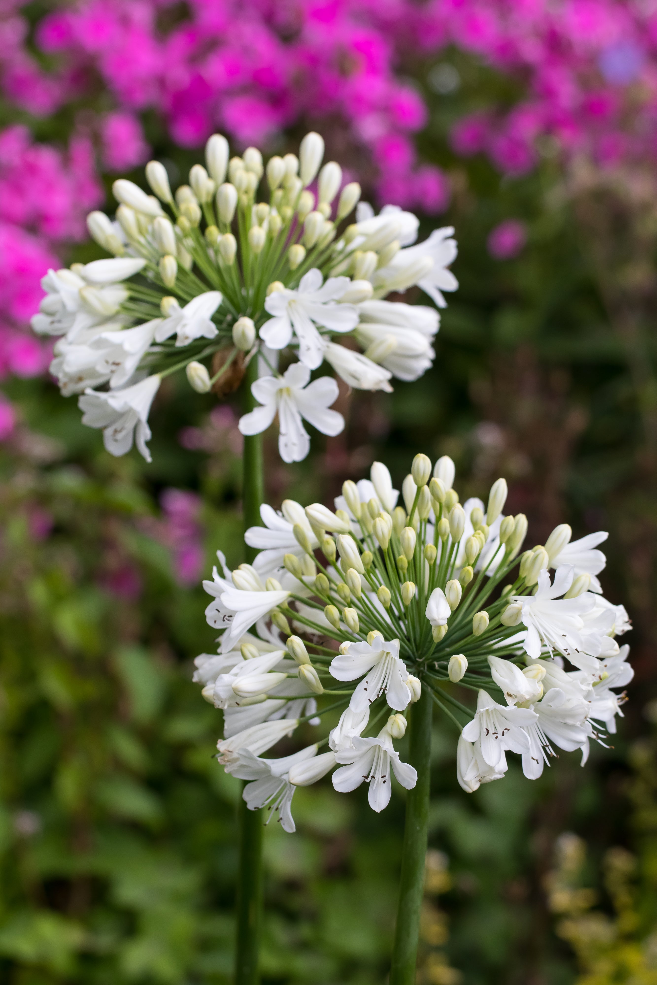 Agapanthus Snow Crystal