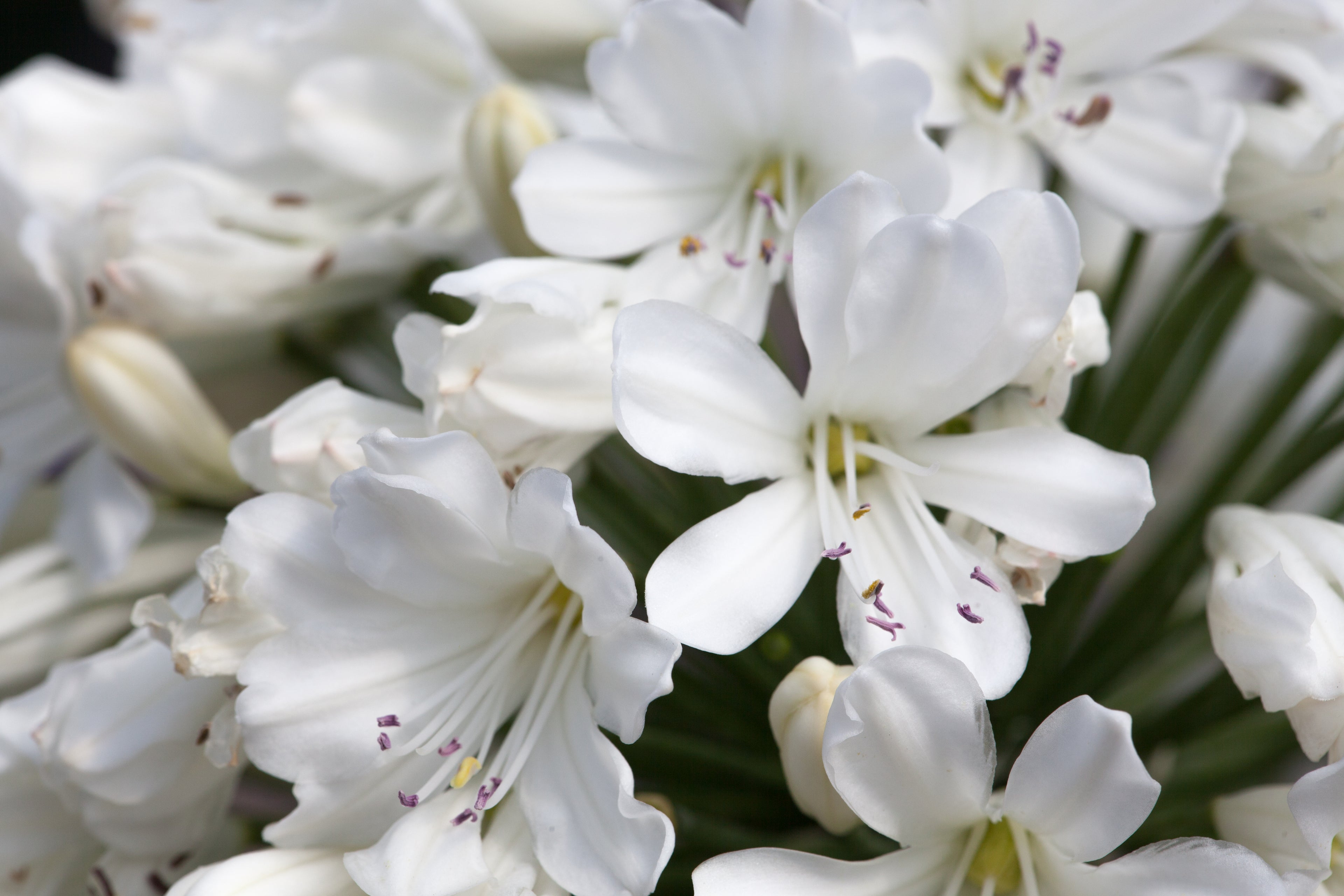 Agapanthus Snow Crystal