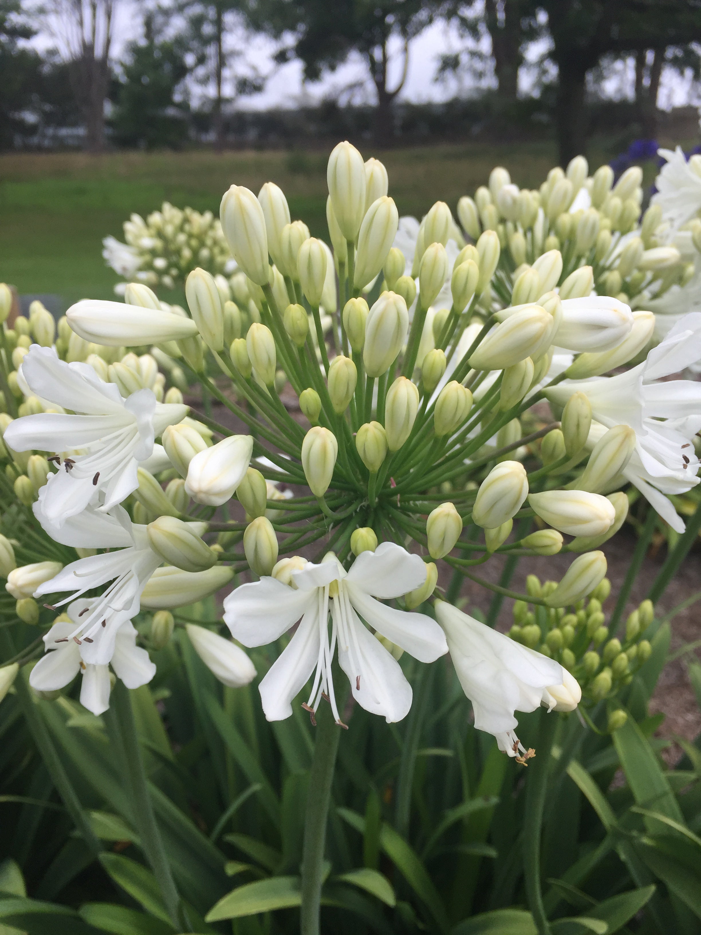 Agapanthus Snow Crystal
