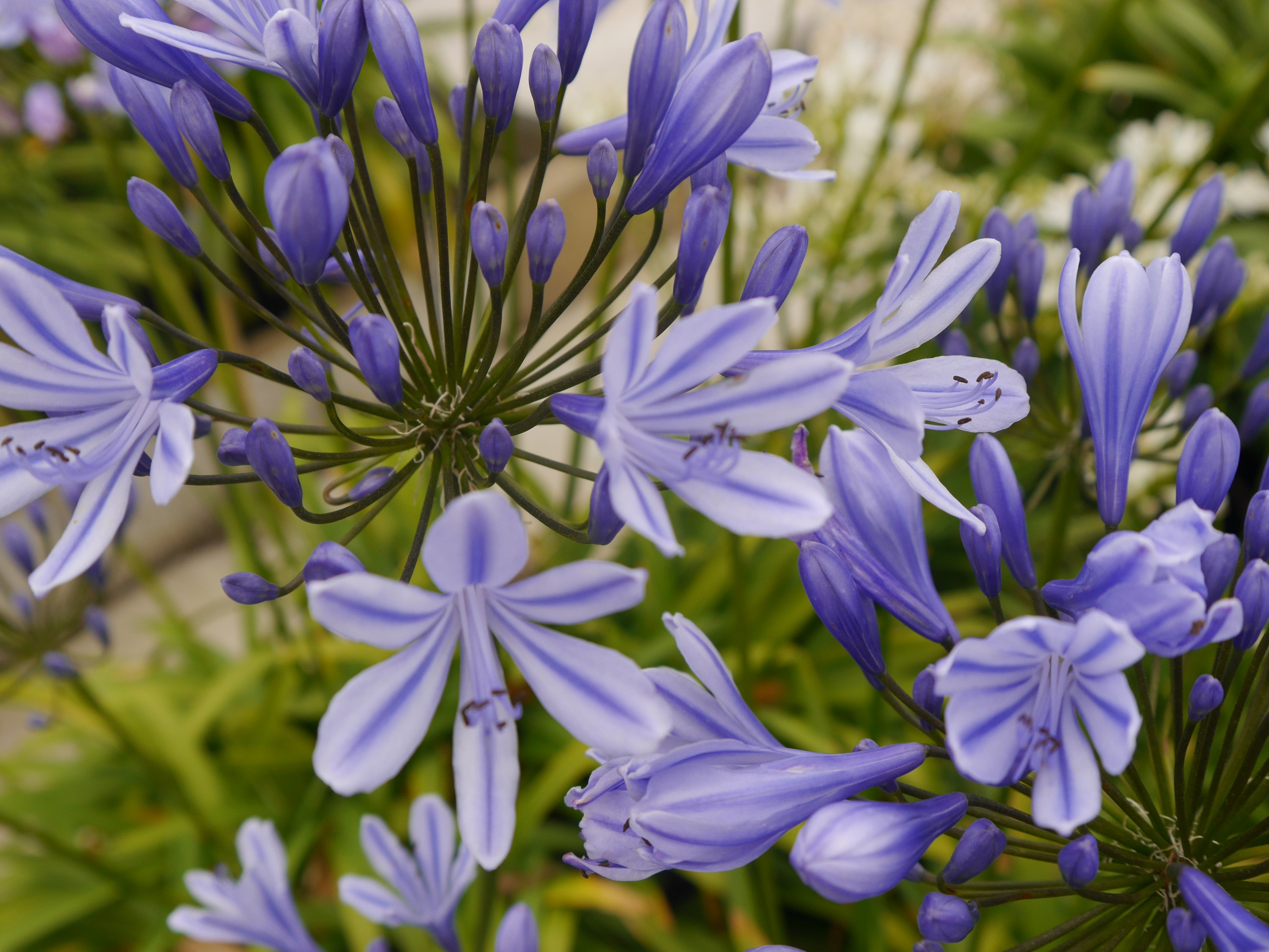 Agapanthus Sweet Surprise