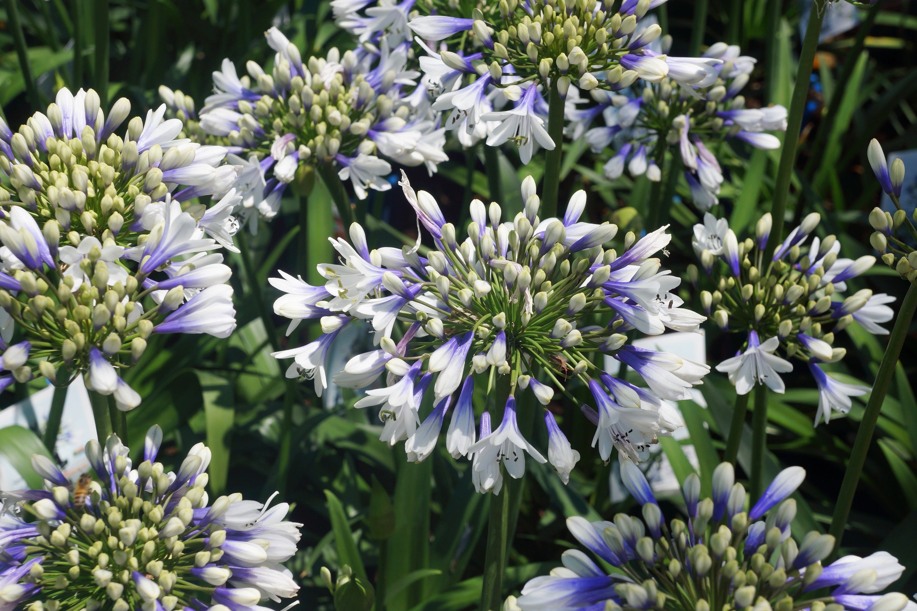 Agapanthus Twister