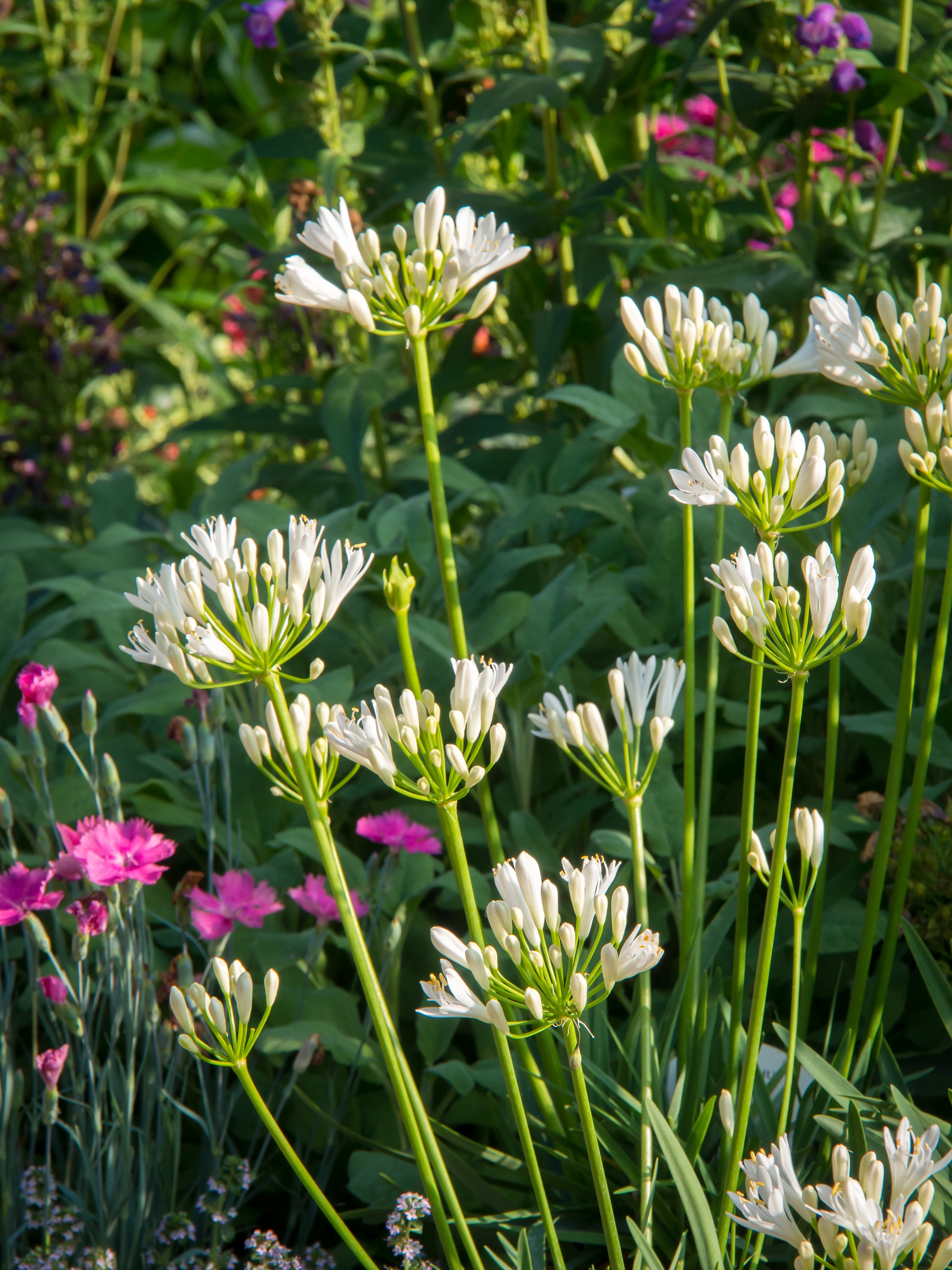 Agapanthus White Pixie