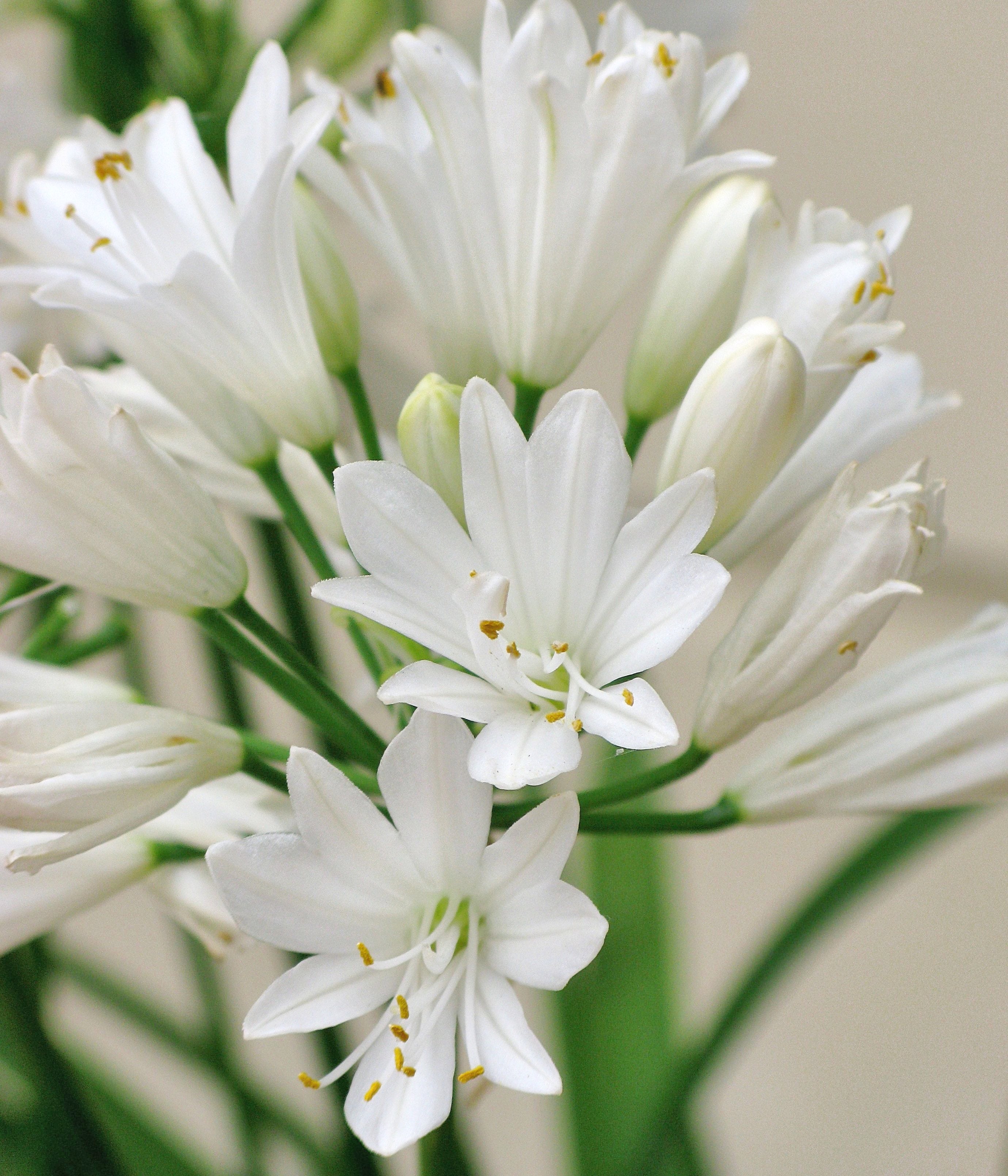Agapanthus Double Diamond