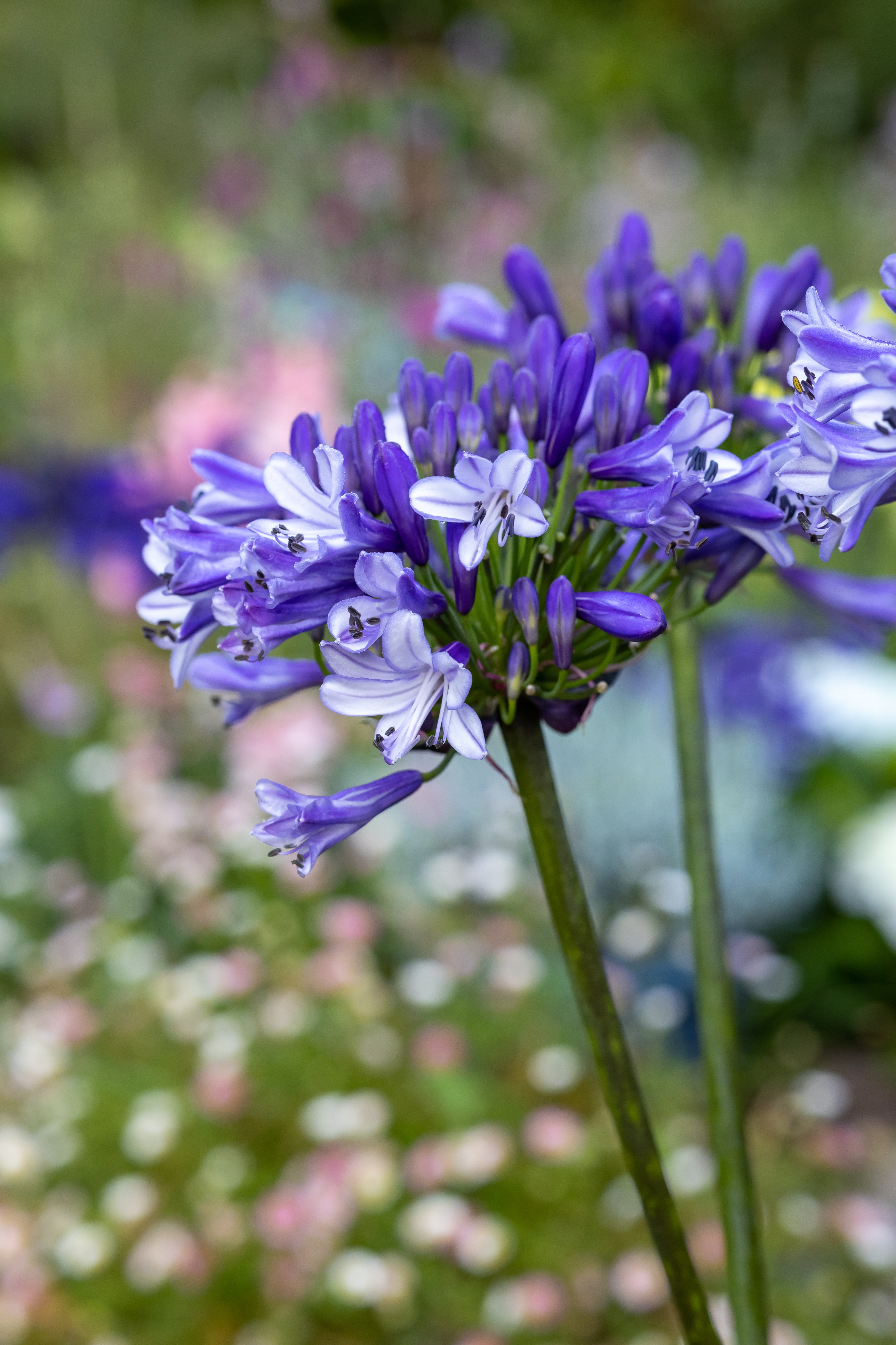 Agapanthus Midnight Moon