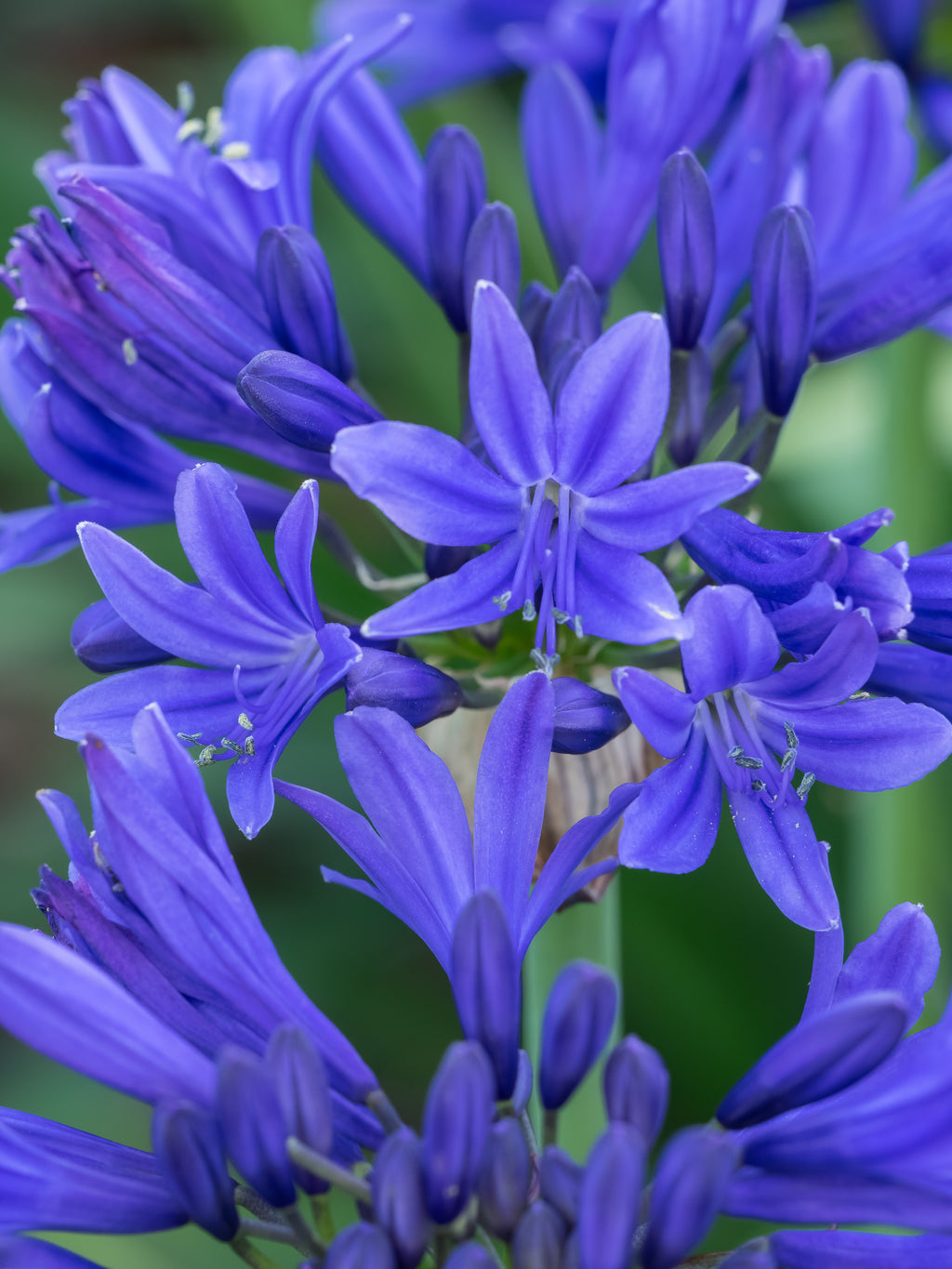 Agapanthus Pino