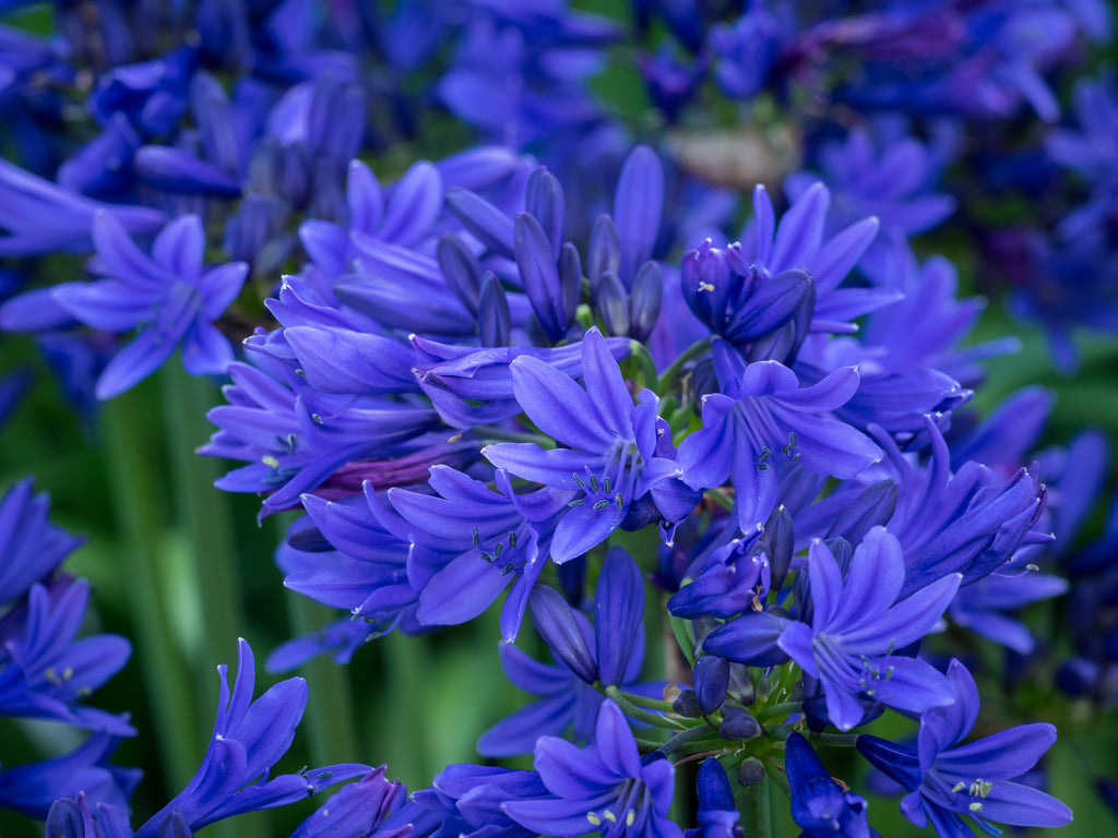 Agapanthus Pino