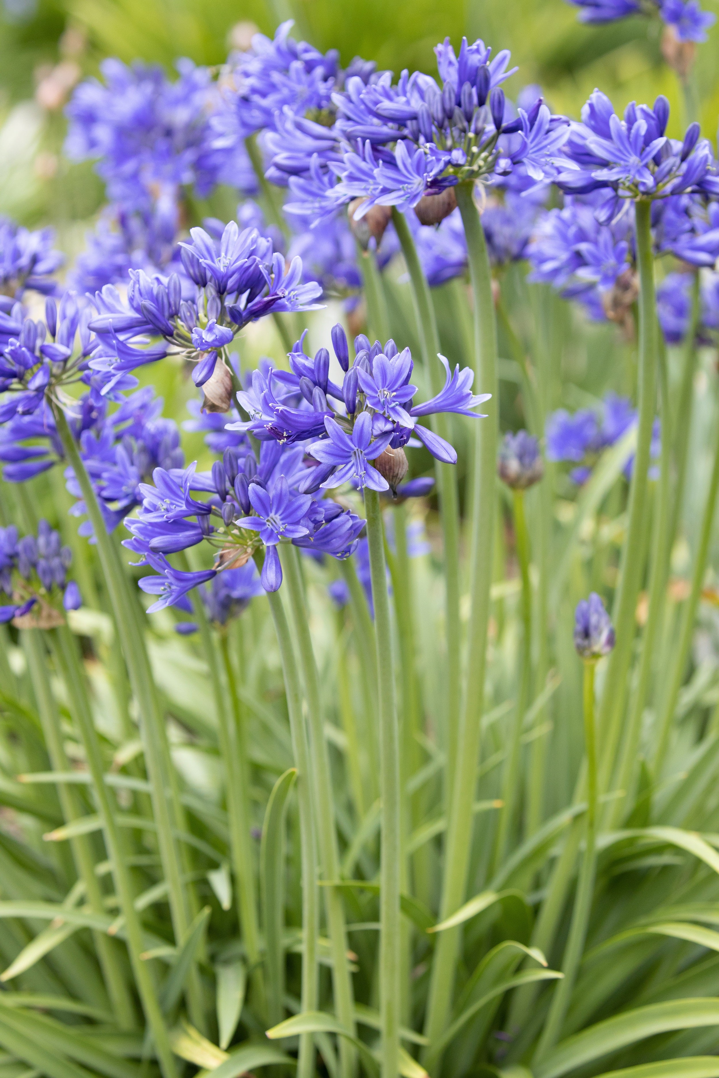 Agapanthus Pino