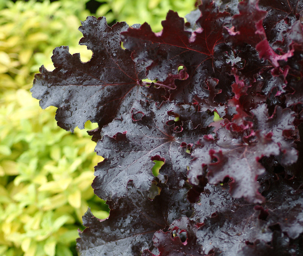 Heuchera Black Beauty