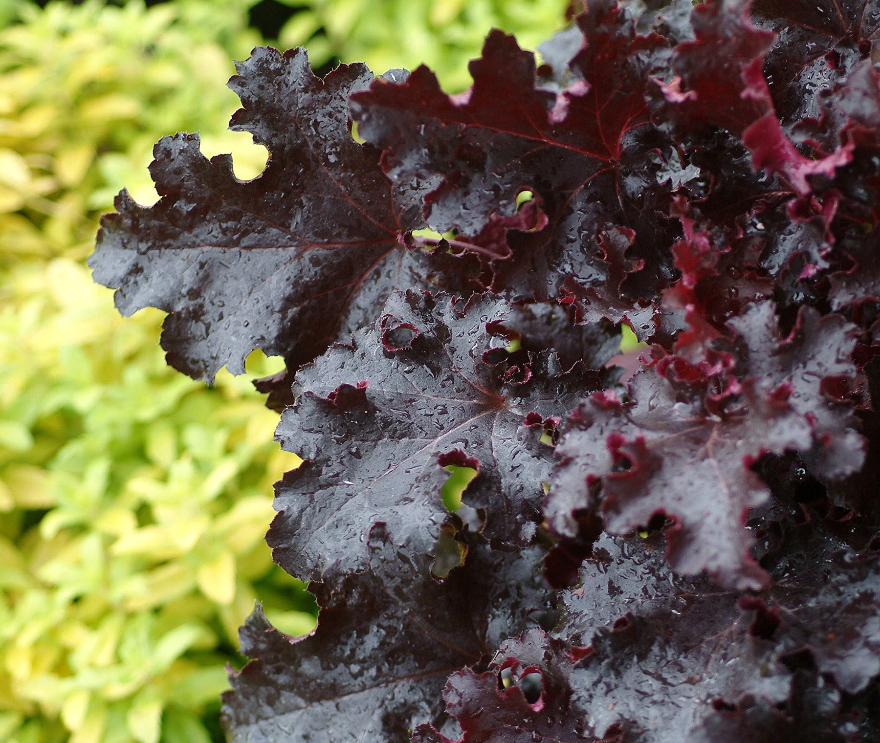 Heuchera Black Beauty