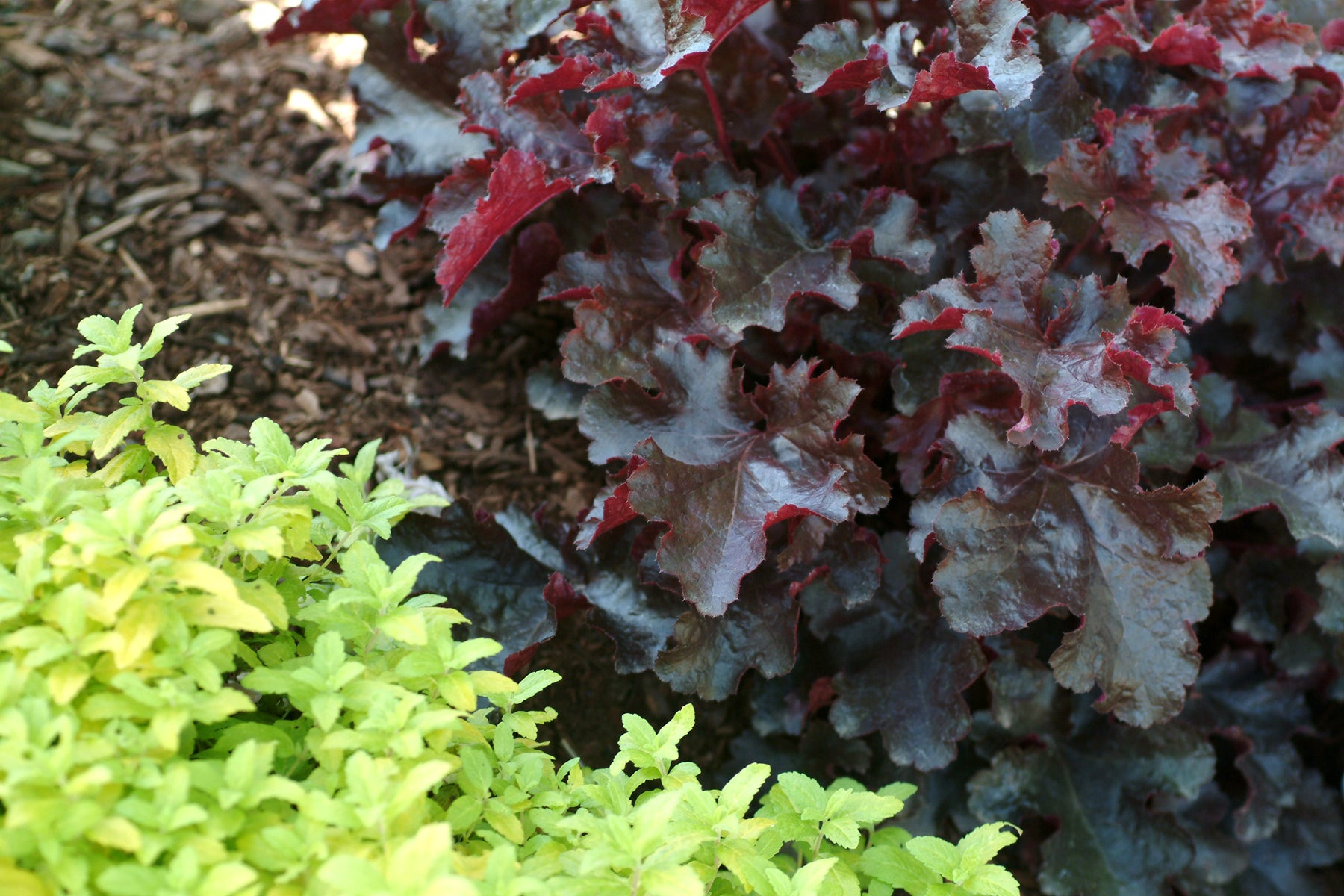 Heuchera Black Beauty