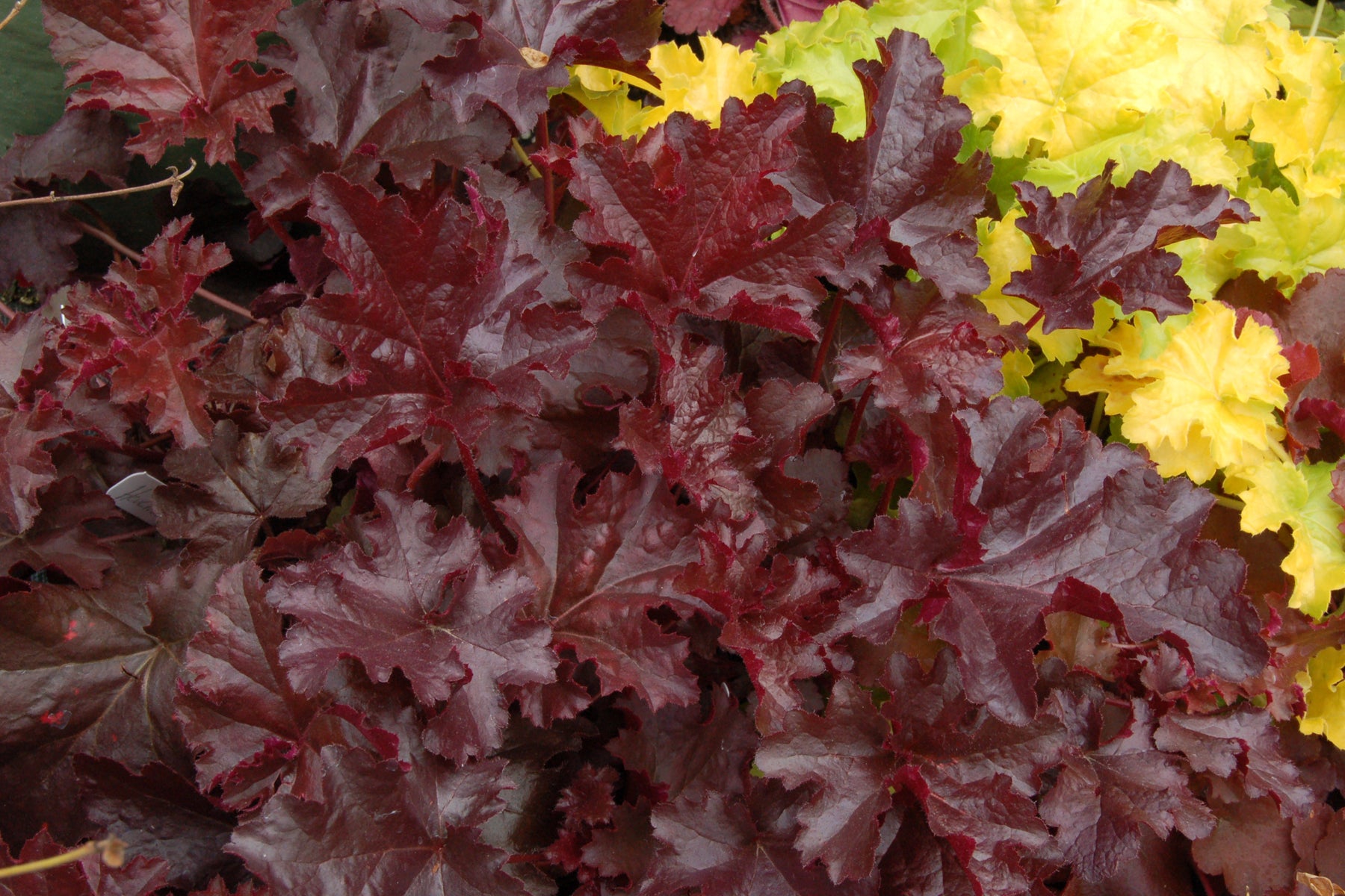 Heuchera Chocolate Ruffles