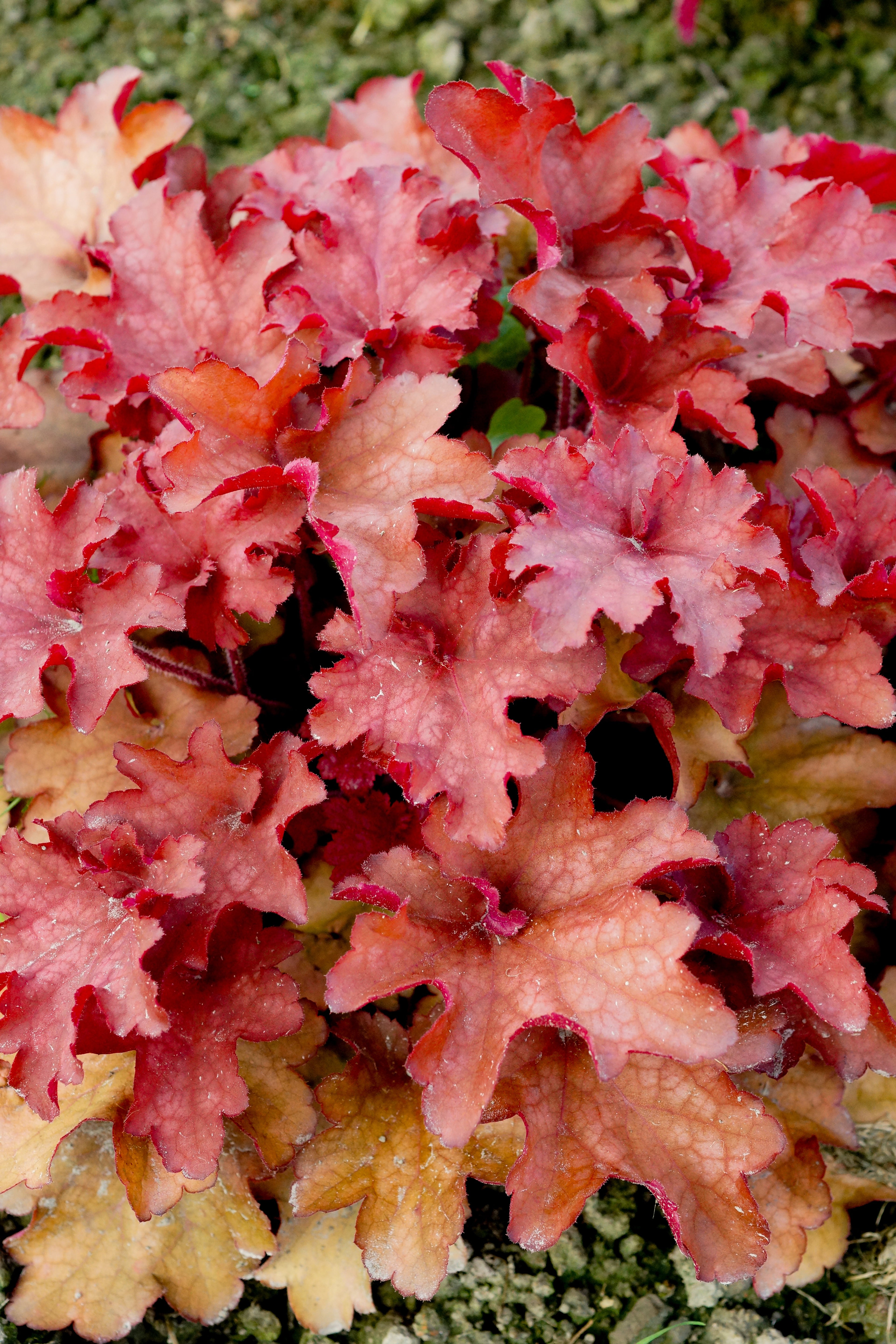 Heuchera Cranberry