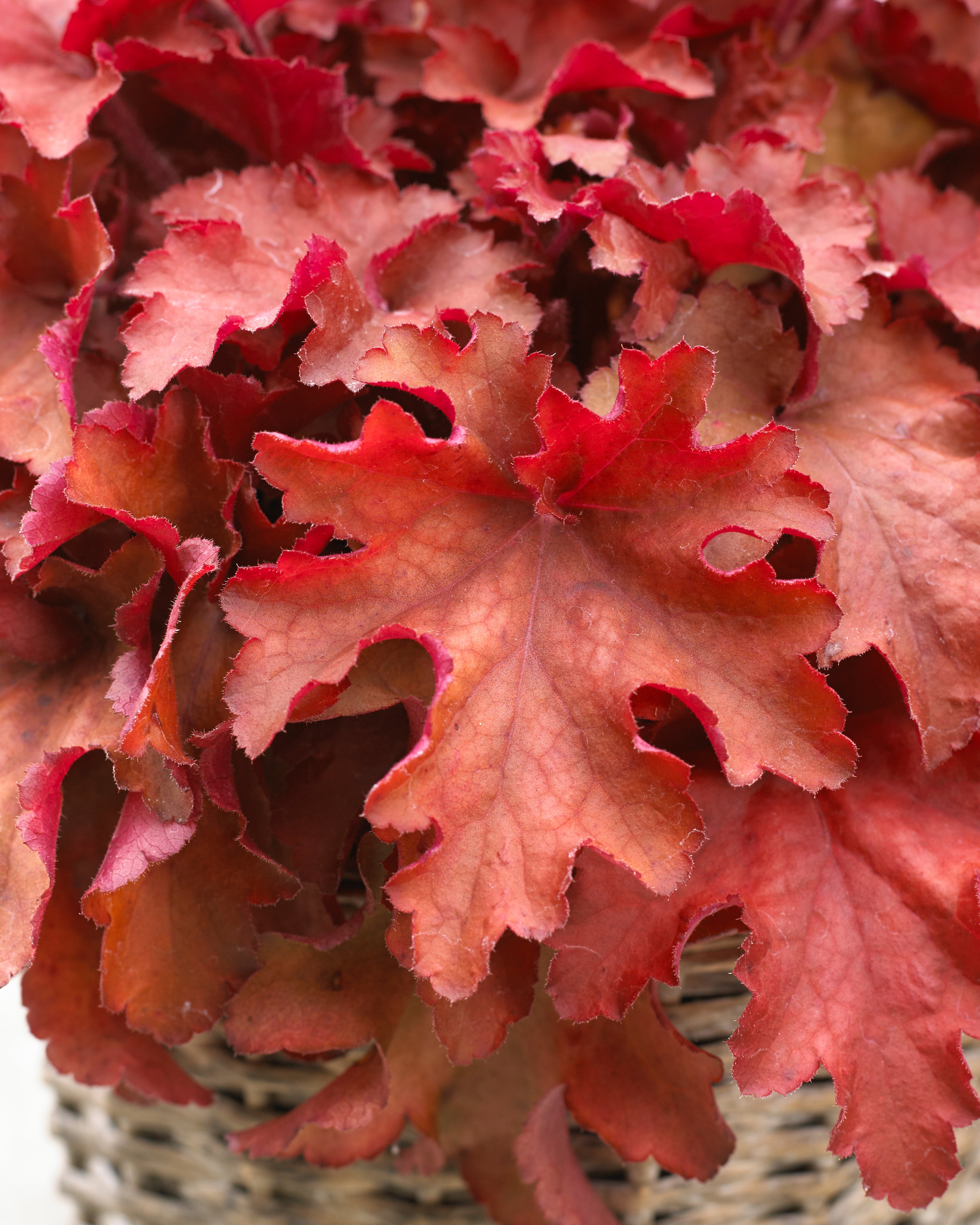 Heuchera Cranberry