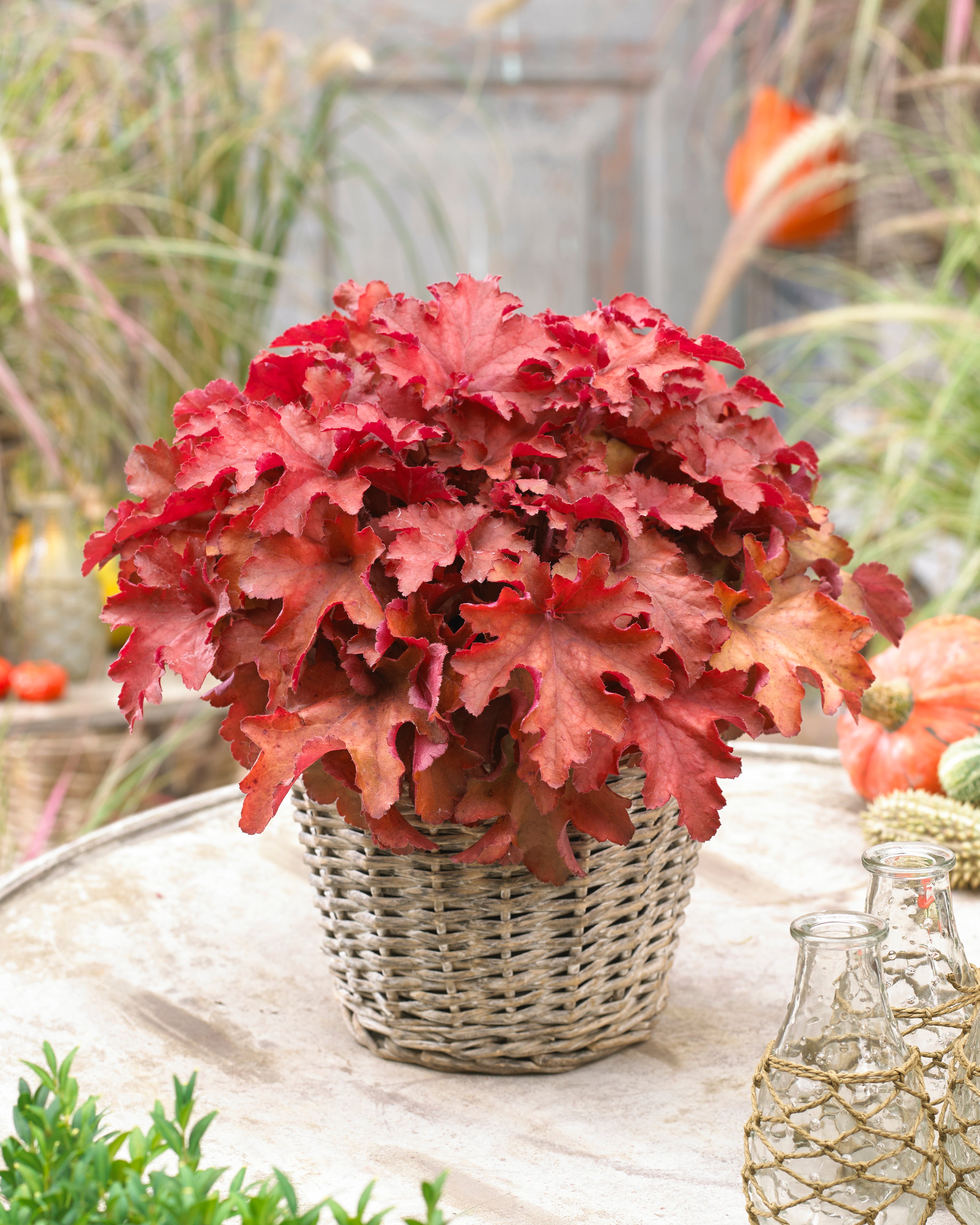 Heuchera Cranberry