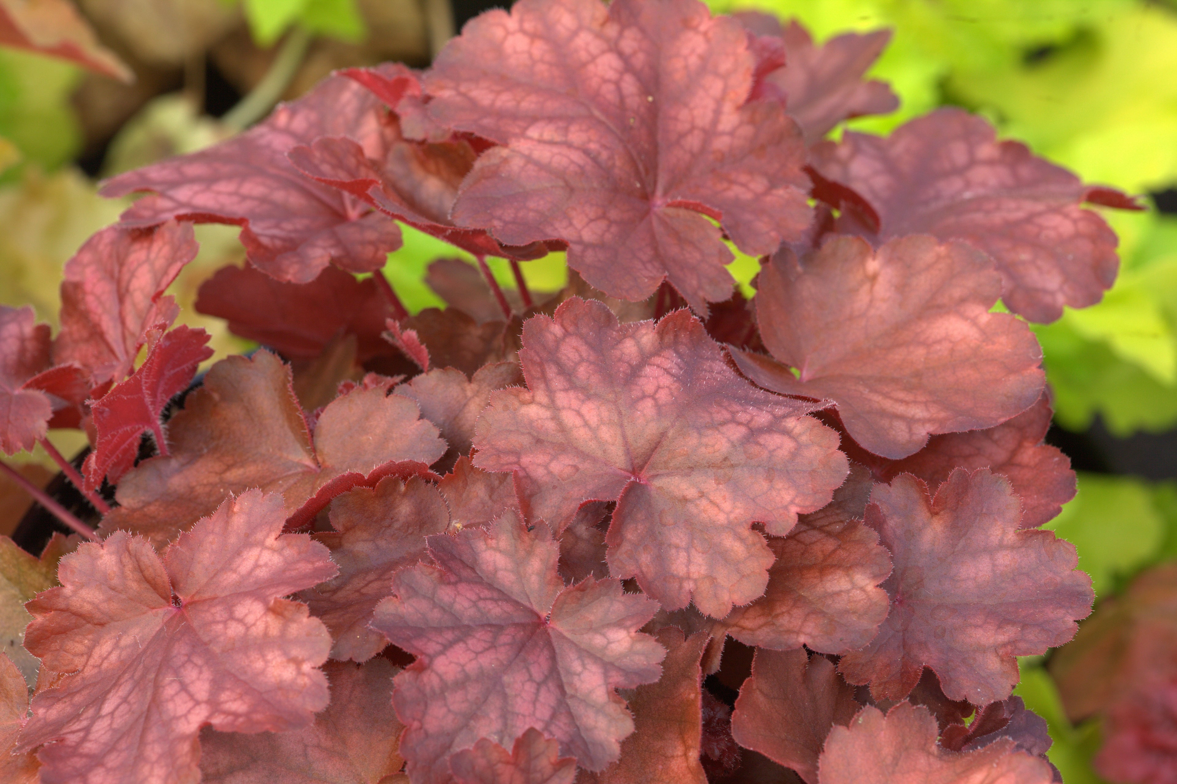 Heuchera Fire Chief