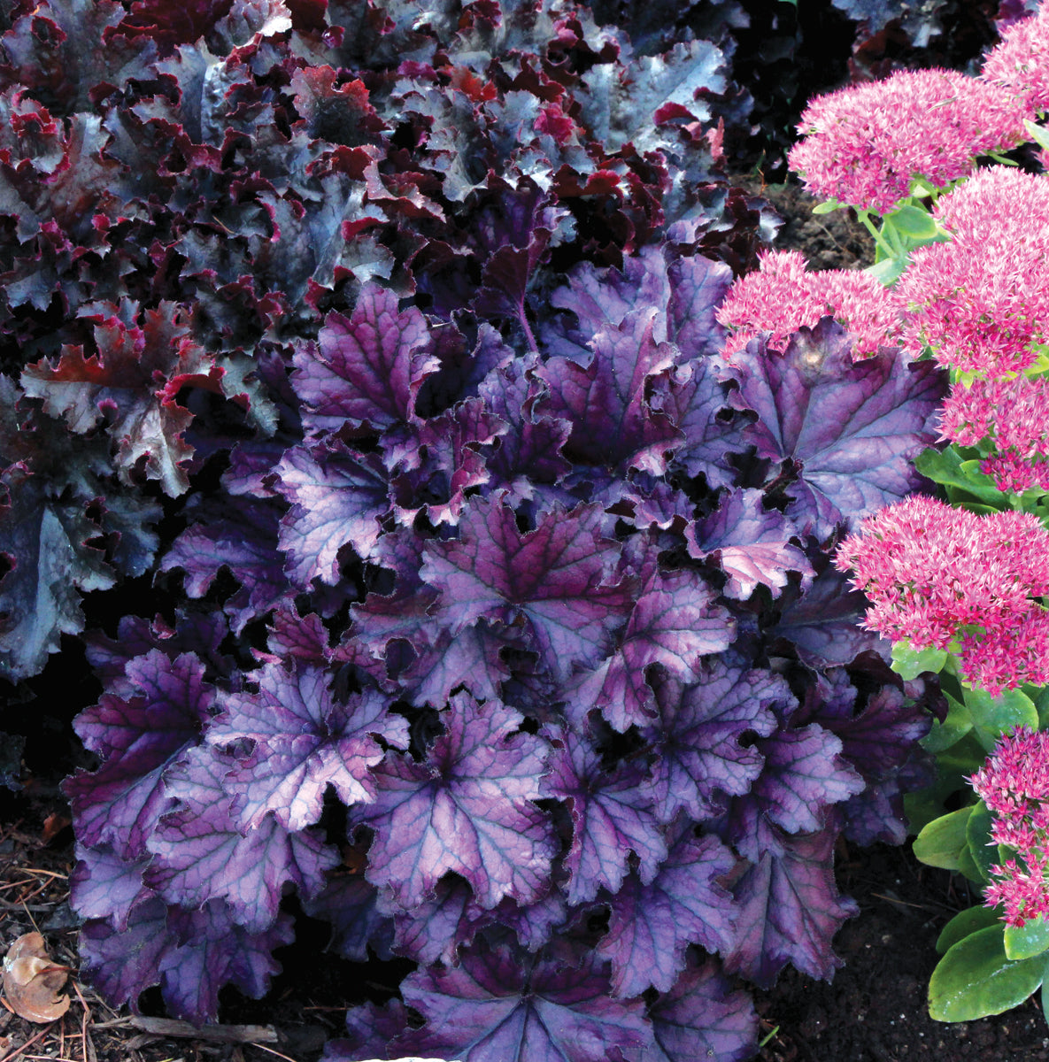 Heuchera Forever Purple