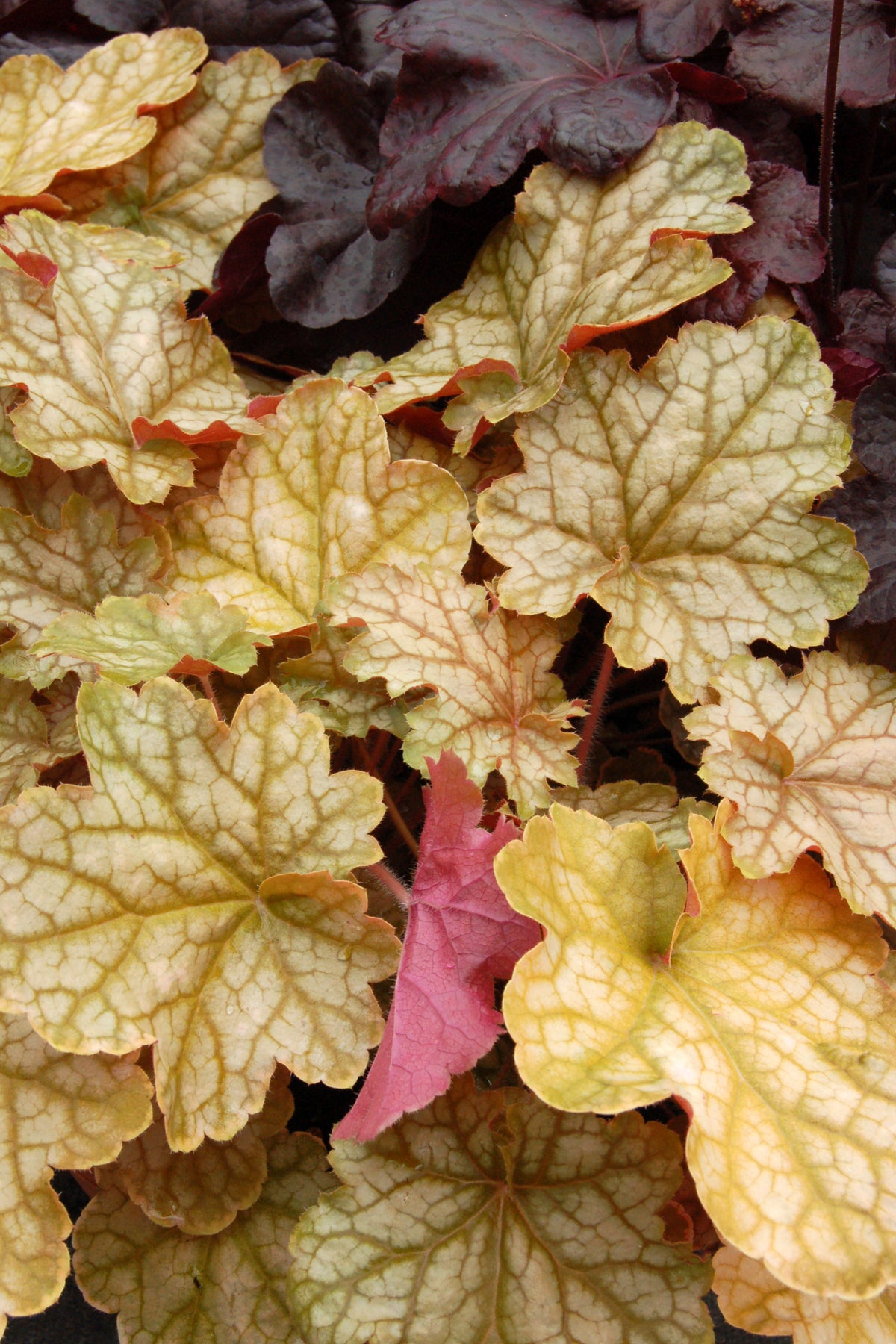 Heuchera Ginger Ale