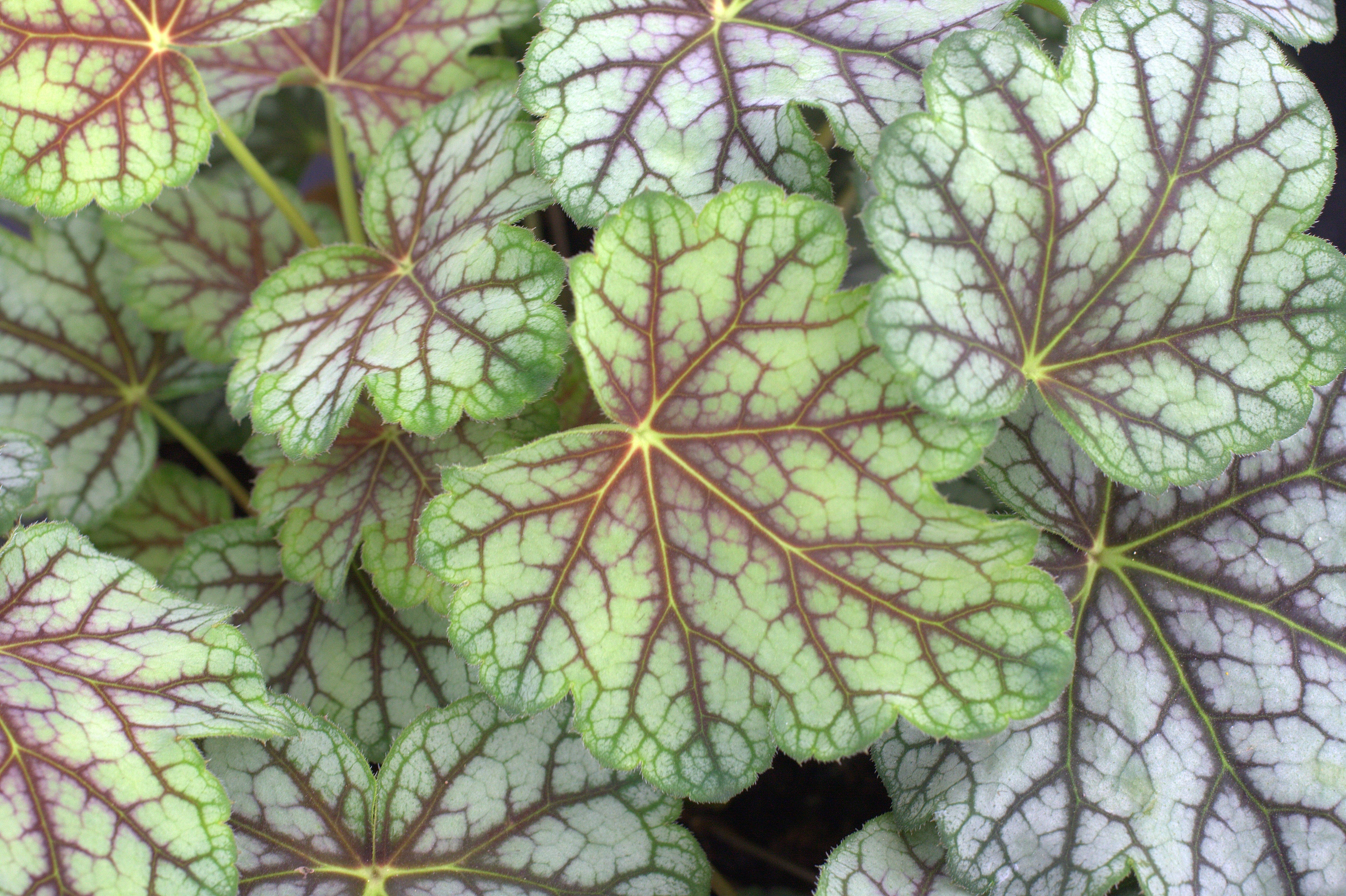 Heuchera Green Spice