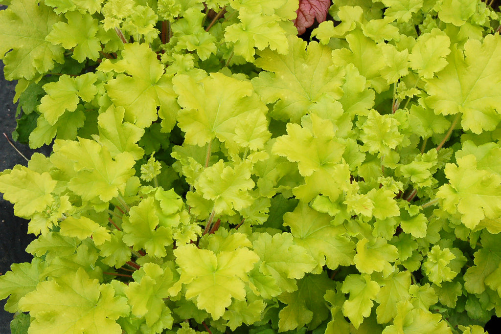 Heuchera Lime Marmalade
