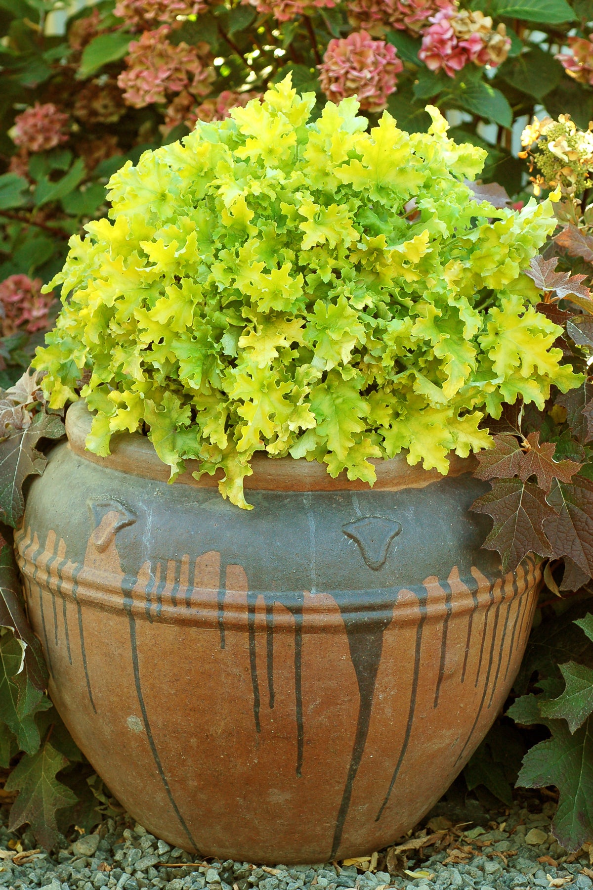 Heuchera Lime Marmalade