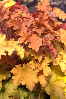 Heuchera Marmalade