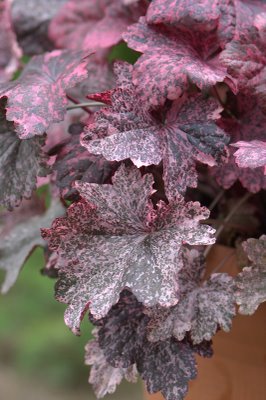 Heuchera Midnight Rose