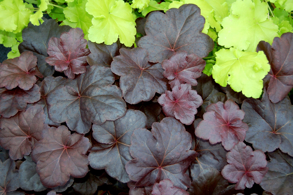 Heuchera Obsidian