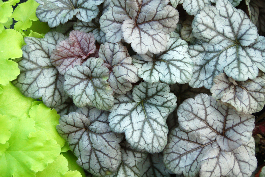 Heuchera Silver Scrolls
