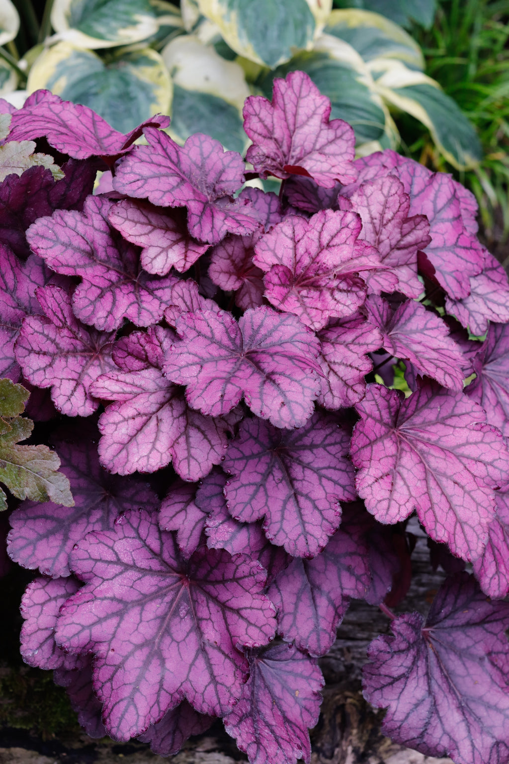 Heuchera Wild Rose