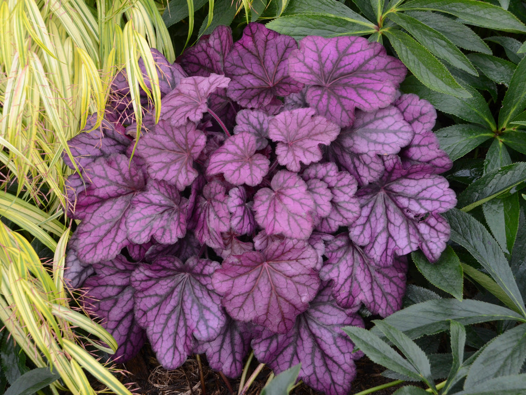 Heuchera Wild Rose