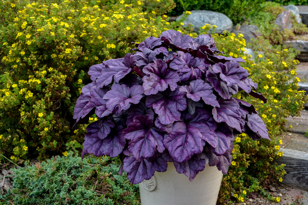 Heuchera Wildberry