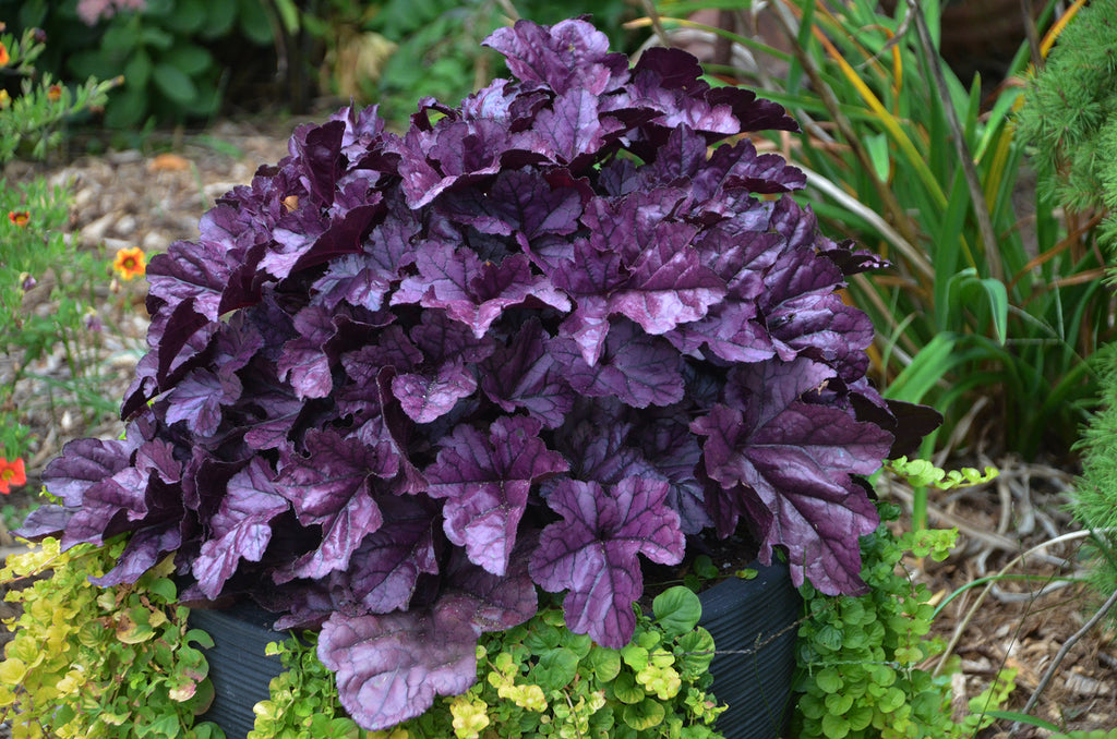 Heuchera Wildberry