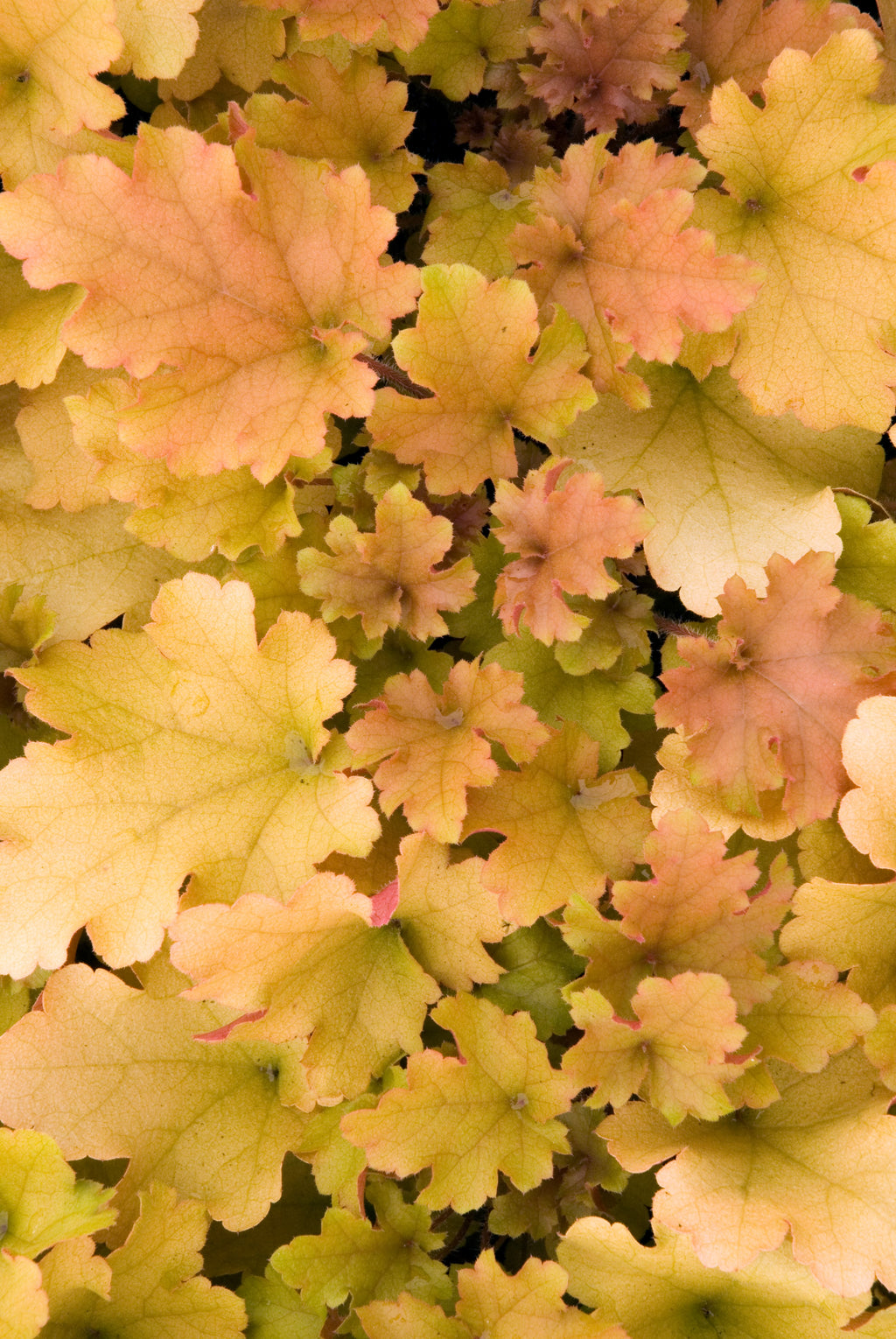 Heuchera Marmalade