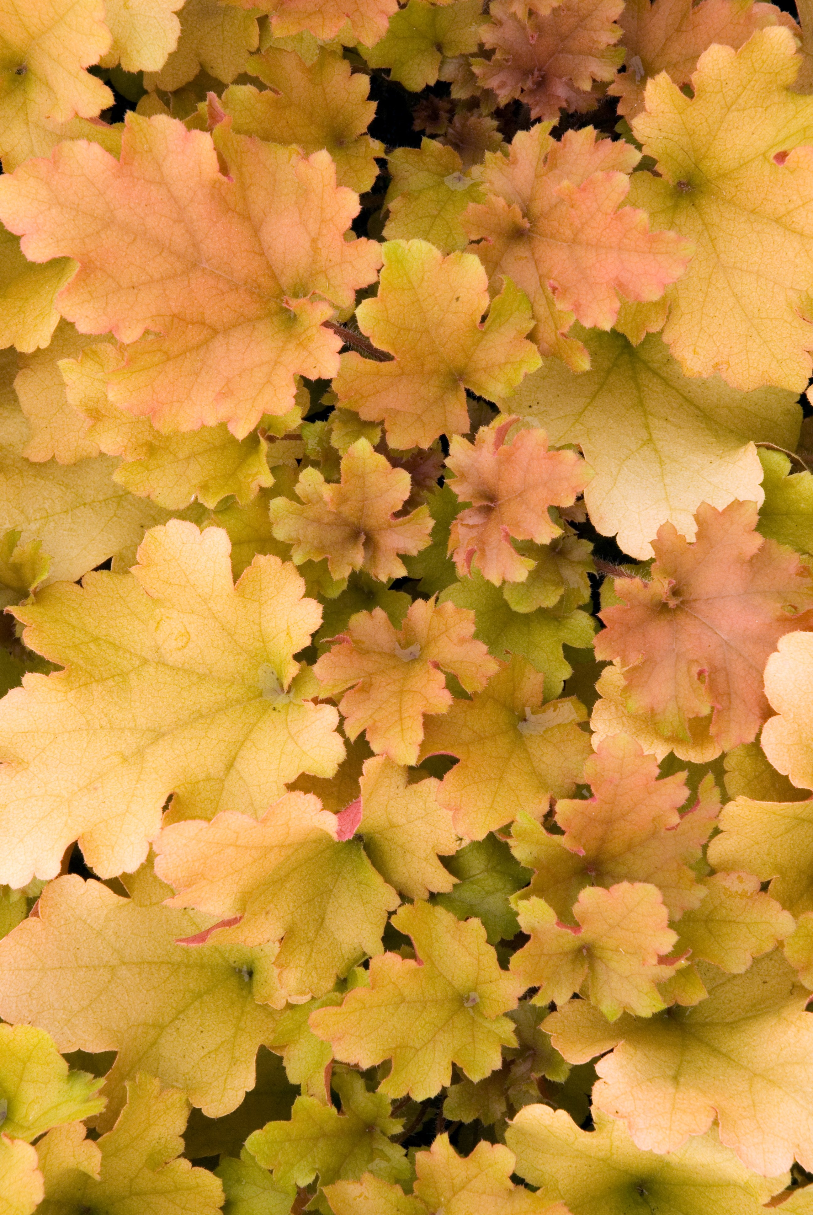 Heuchera Marmalade