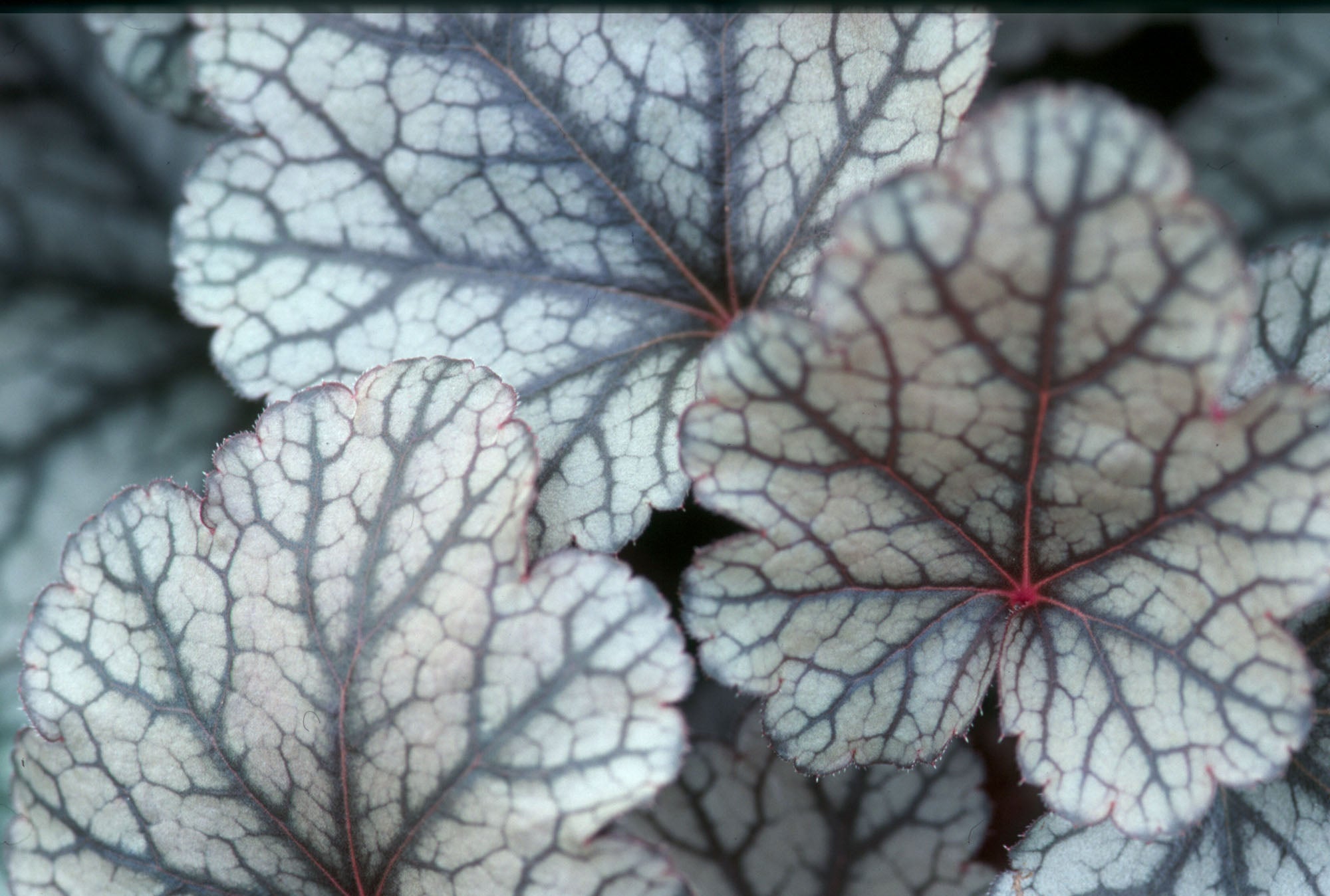 Heuchera Silver Scrolls