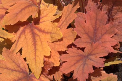 Heucherella Sweet Tea