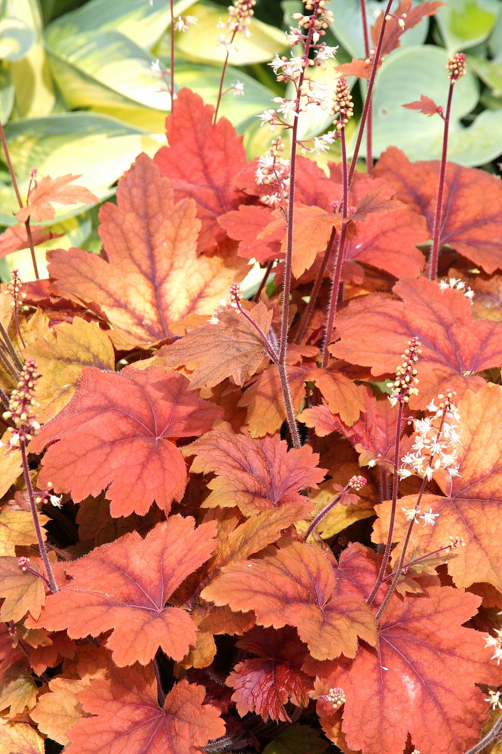 Heucherella Sweet Tea
