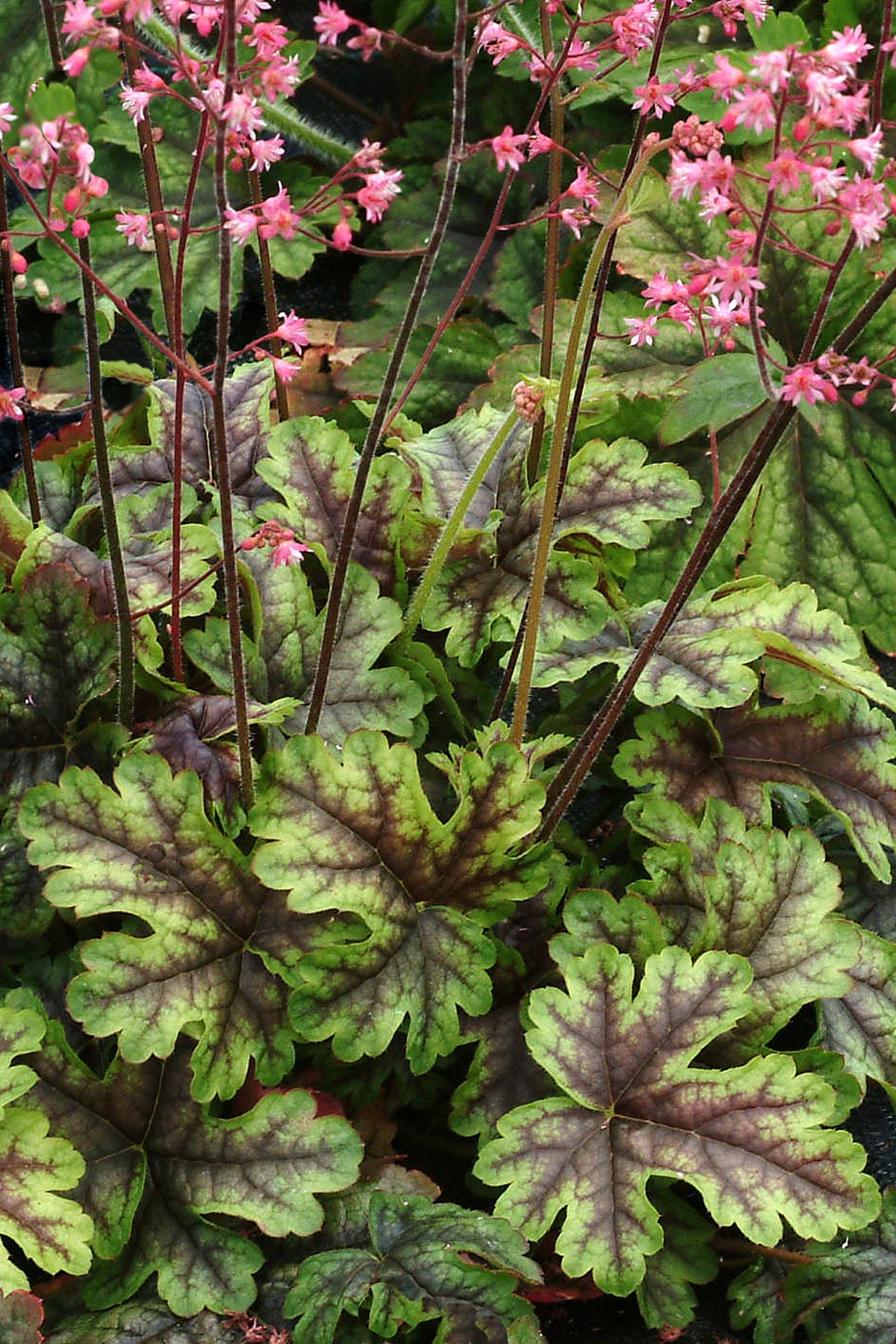 Heucherella Tapestry