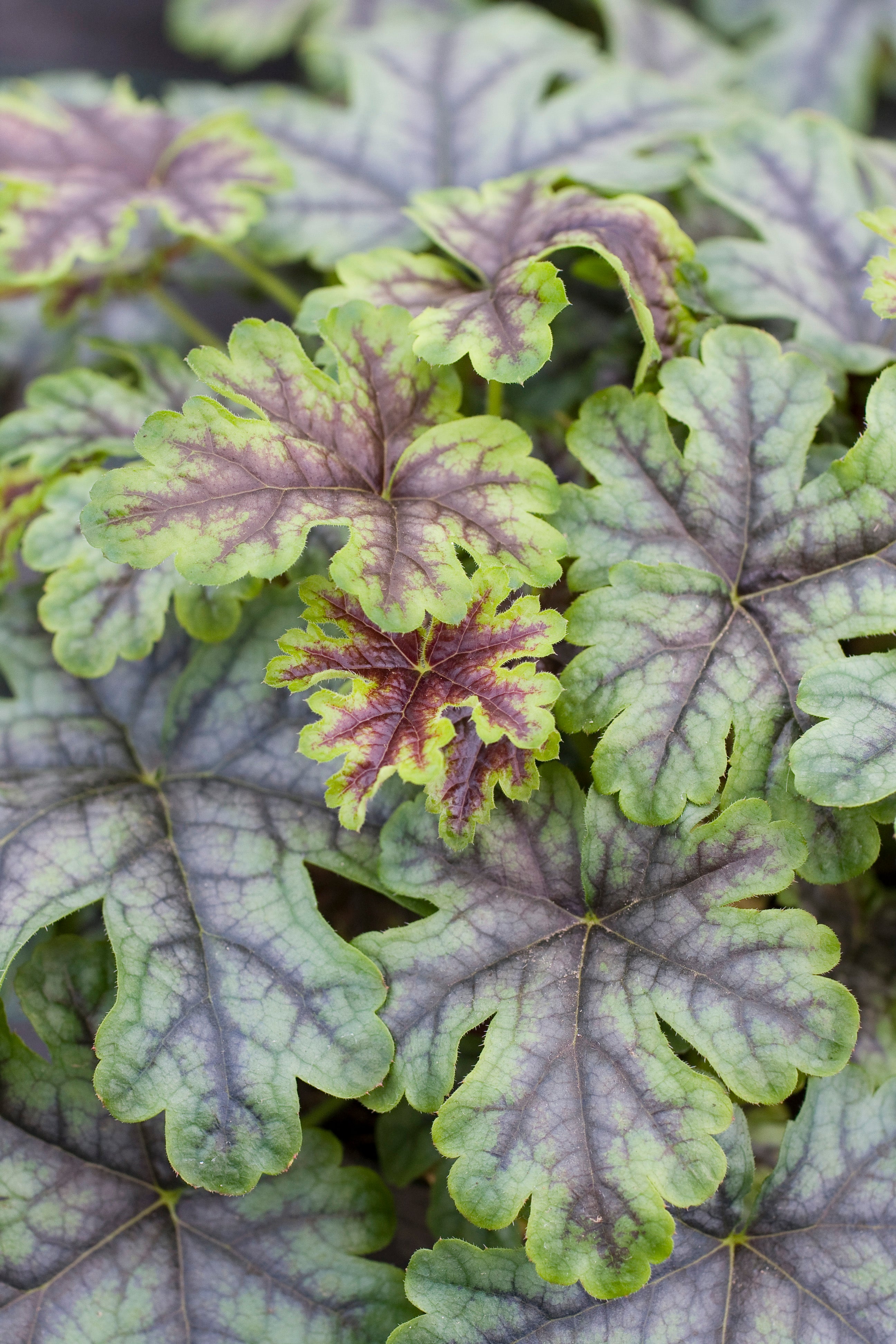 Heucherella Tapestry