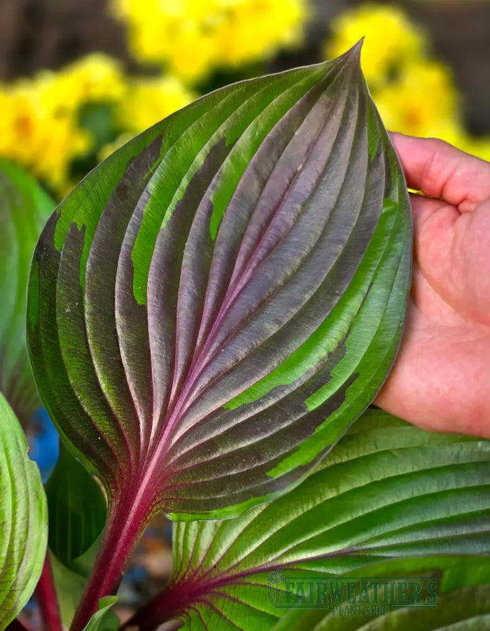 A vibrant hosta red ninja leaf with deep green and purple variegation held against a yellow flower background
