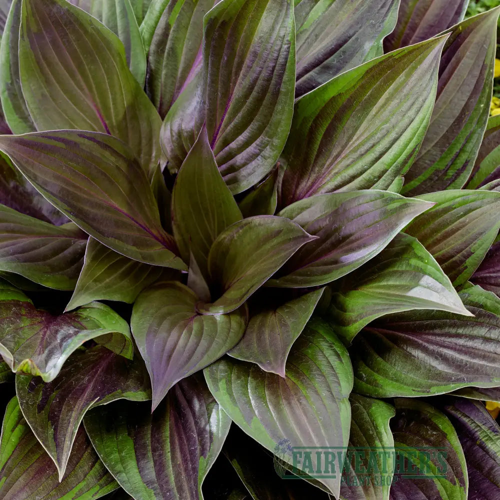 A hosta red ninja plant with lush broad leaves featuring deep green and rich purple red leaves variegation
