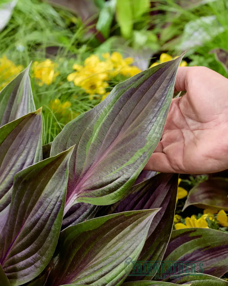A hand gently holds a glossy hosta red ninja leaf with deep purple and green variegation and red leaves