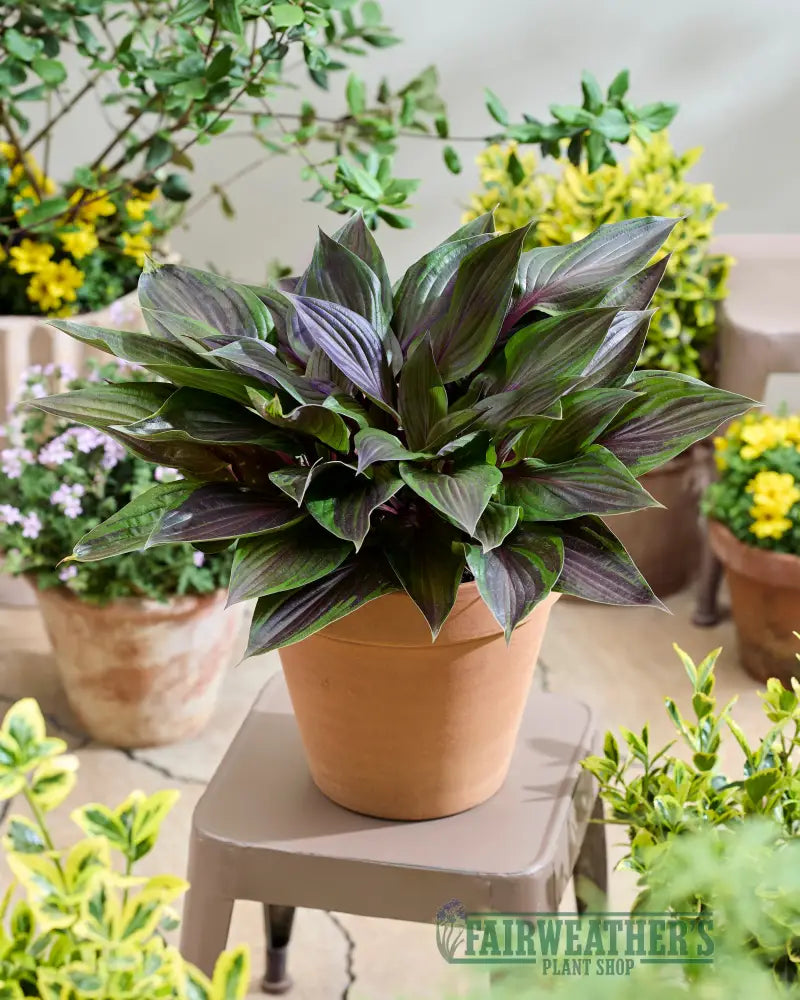 A lush hosta red ninja plant with deep green and purple variegated leaves in a classic terracotta pot
